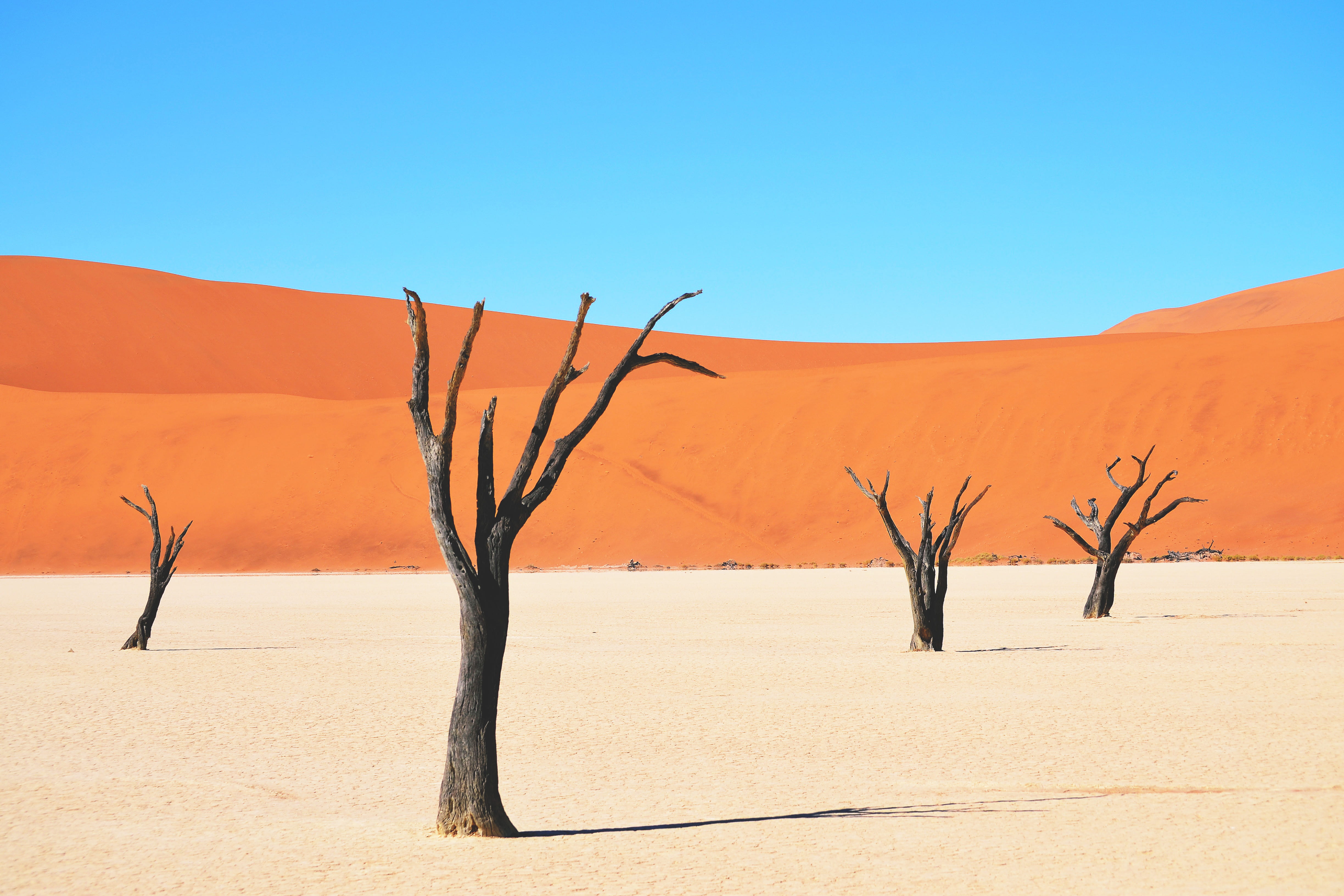contrast, tree, scenics - nature, outdoors, clear sky, dead plant, africa, african, no people, sunlight, day, desert, arid climate, tranquil scene, blue, HD Wallpaper