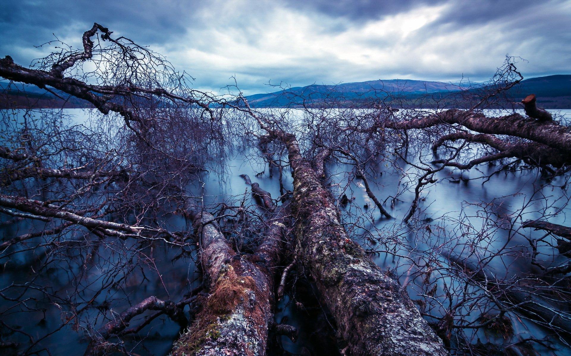 trees, end, nature and landscapes, dead, 1080P, lakes, reflections, nature, HD Wallpaper