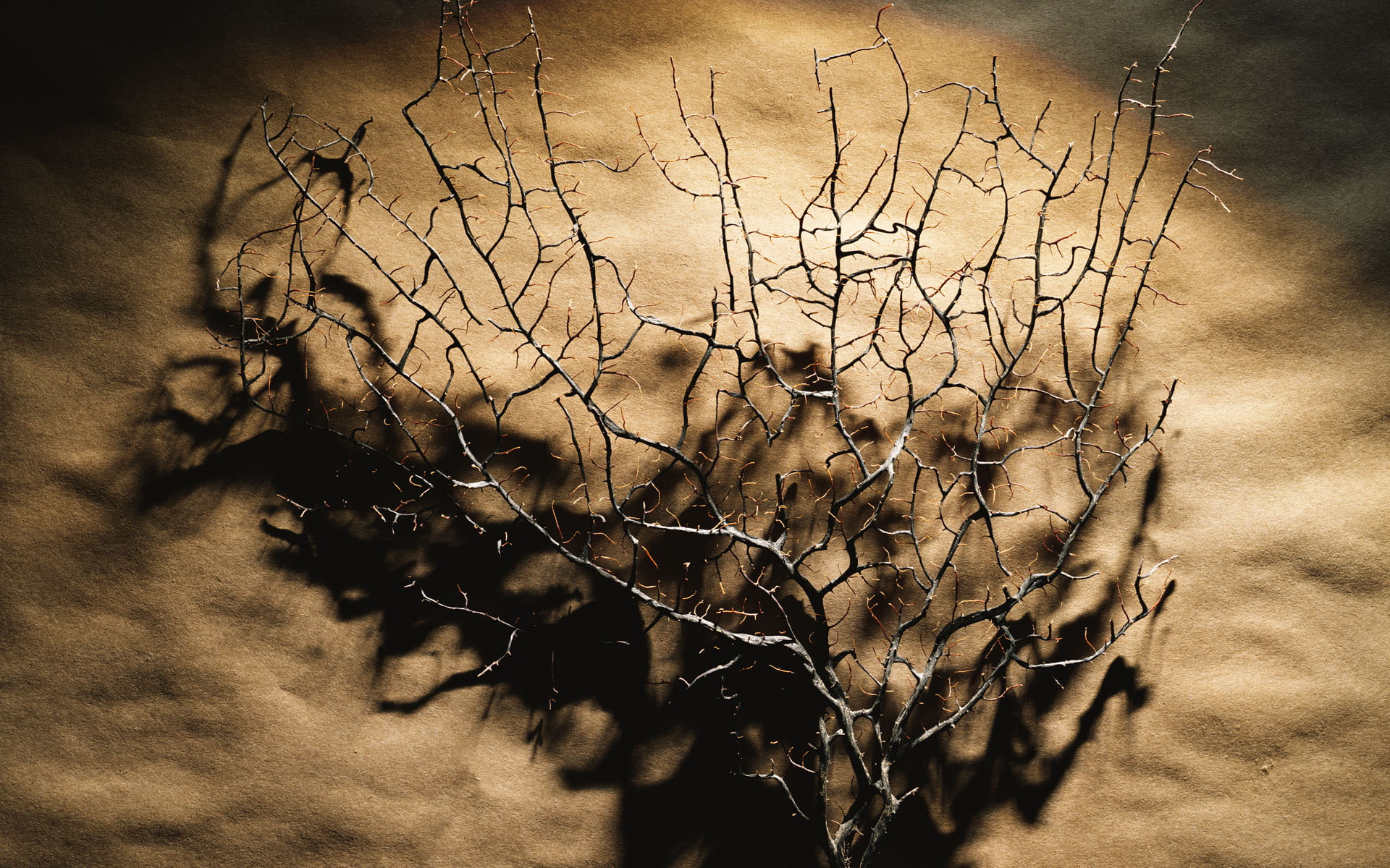 weed, nature, 1080P, dead, hd, shadow, plant, HD Wallpaper