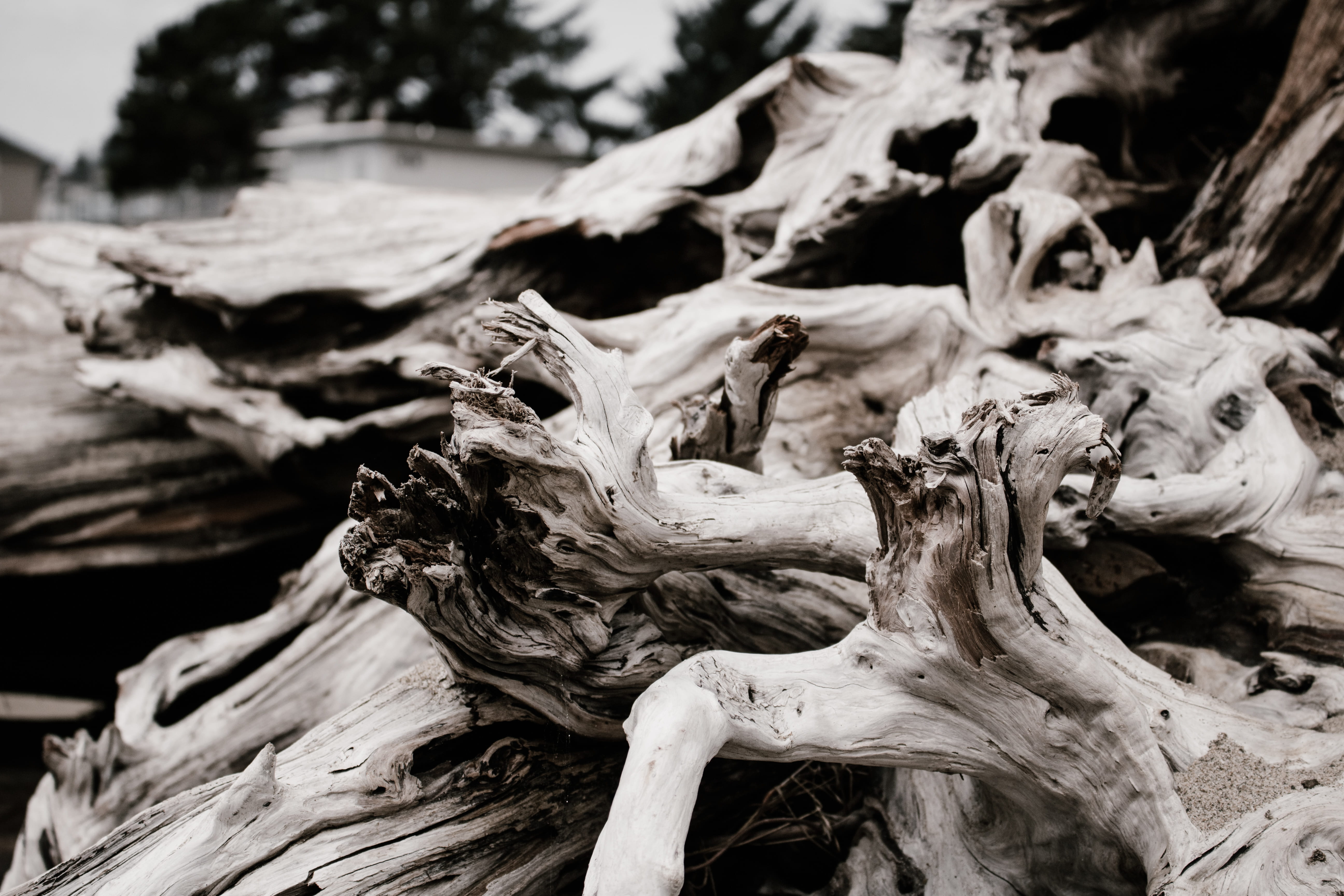 wood, black and white, dark, bleached, 5K, dry, branch, backgrounds, detail, photography, beige, close up, contrast, faded, desaturated, dead Plant, forest, HD Wallpaper