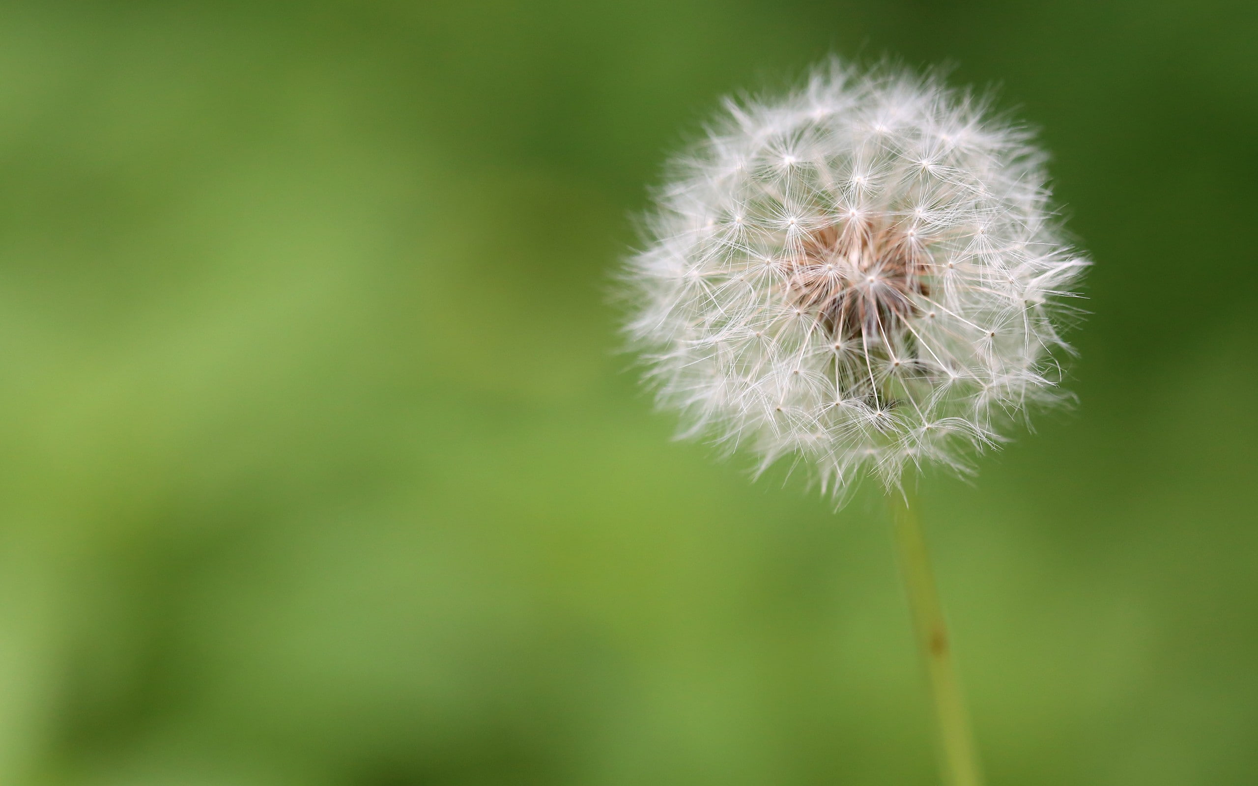 dandelion, 2K, macro, flowers, HD Wallpaper