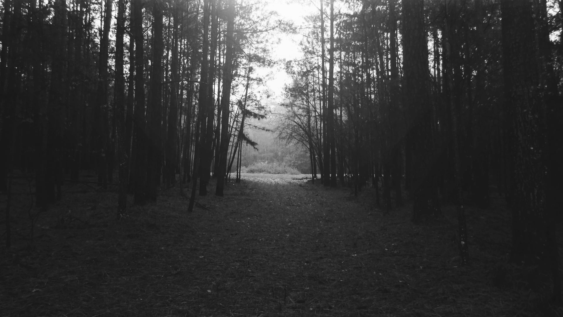 non-urban scene, land, black, the way forward, landscape, trail, no people, tranquil scene, growth, tranquility, plant, white, direction, outdoors, footpath, HD Wallpaper