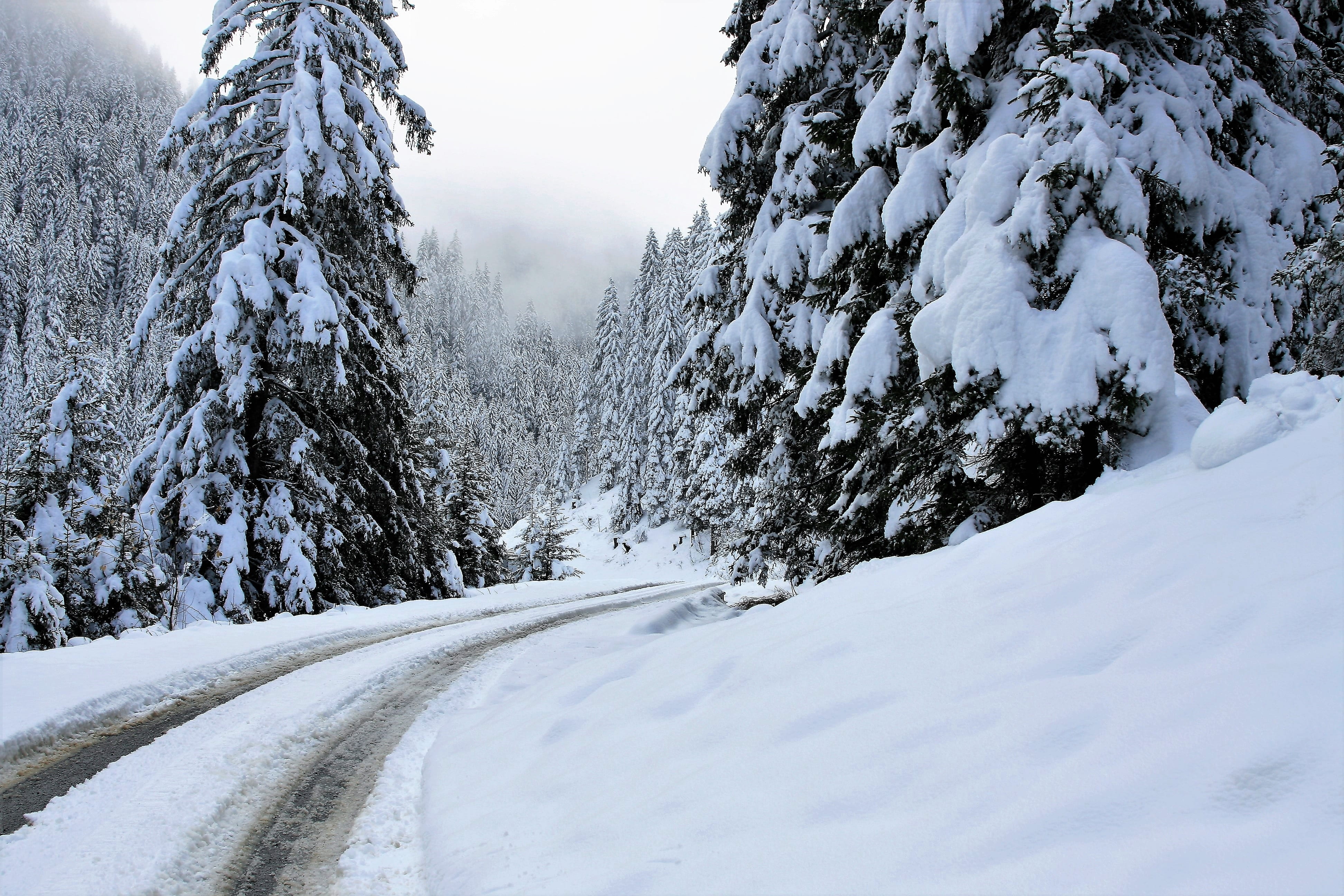 outdoors, beauty in nature, landscape, day, spruce, tranquil scene, the silence, extreme weather, forest, white, white color, winter, winter in the mountains, HD Wallpaper