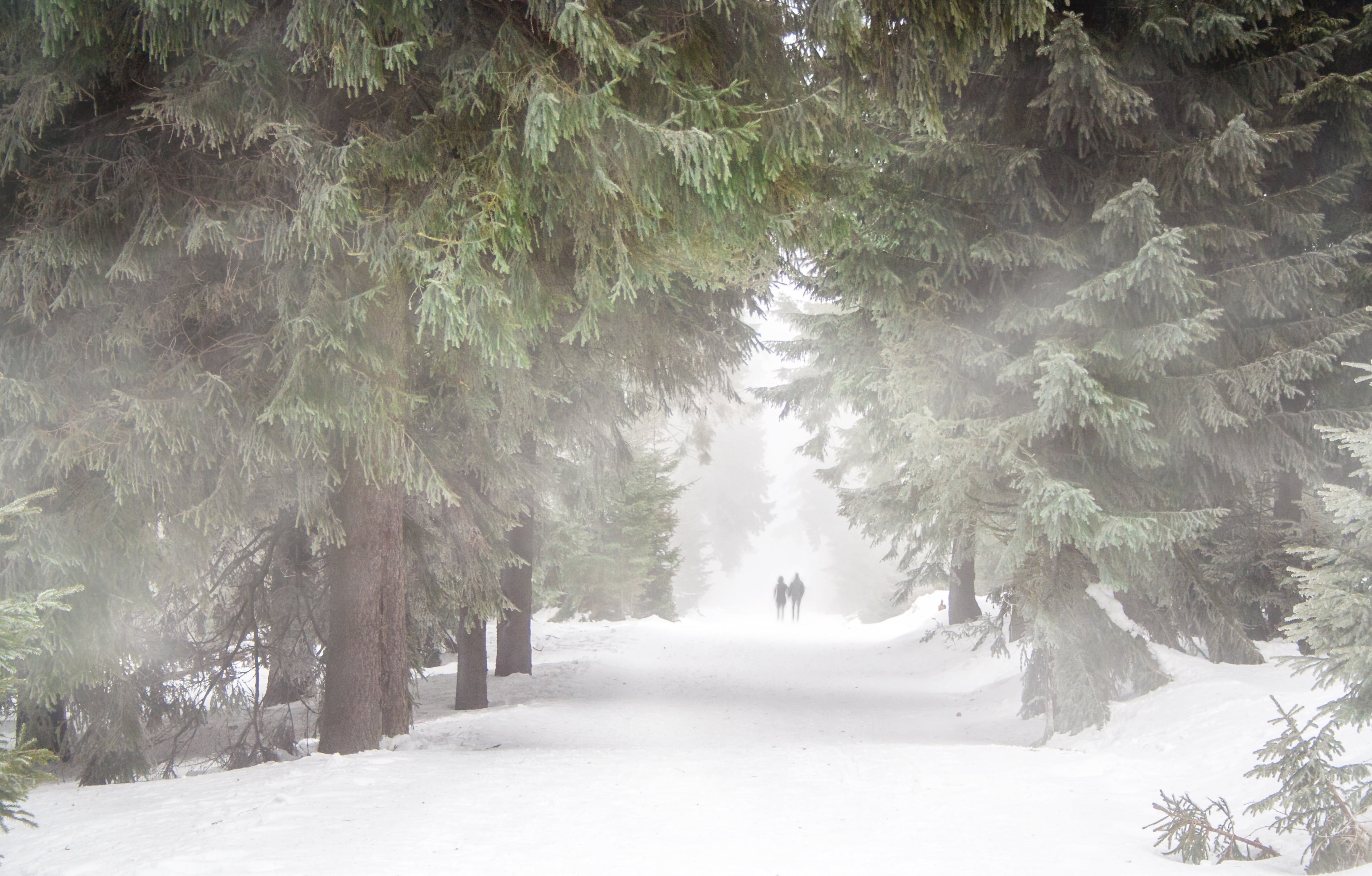 silent, lonely, storm, woodland, coniferous tree, partnerscharf, treelined, cold, photography, snowing, 2K, romance, love, sad, season, white, person, HD Wallpaper