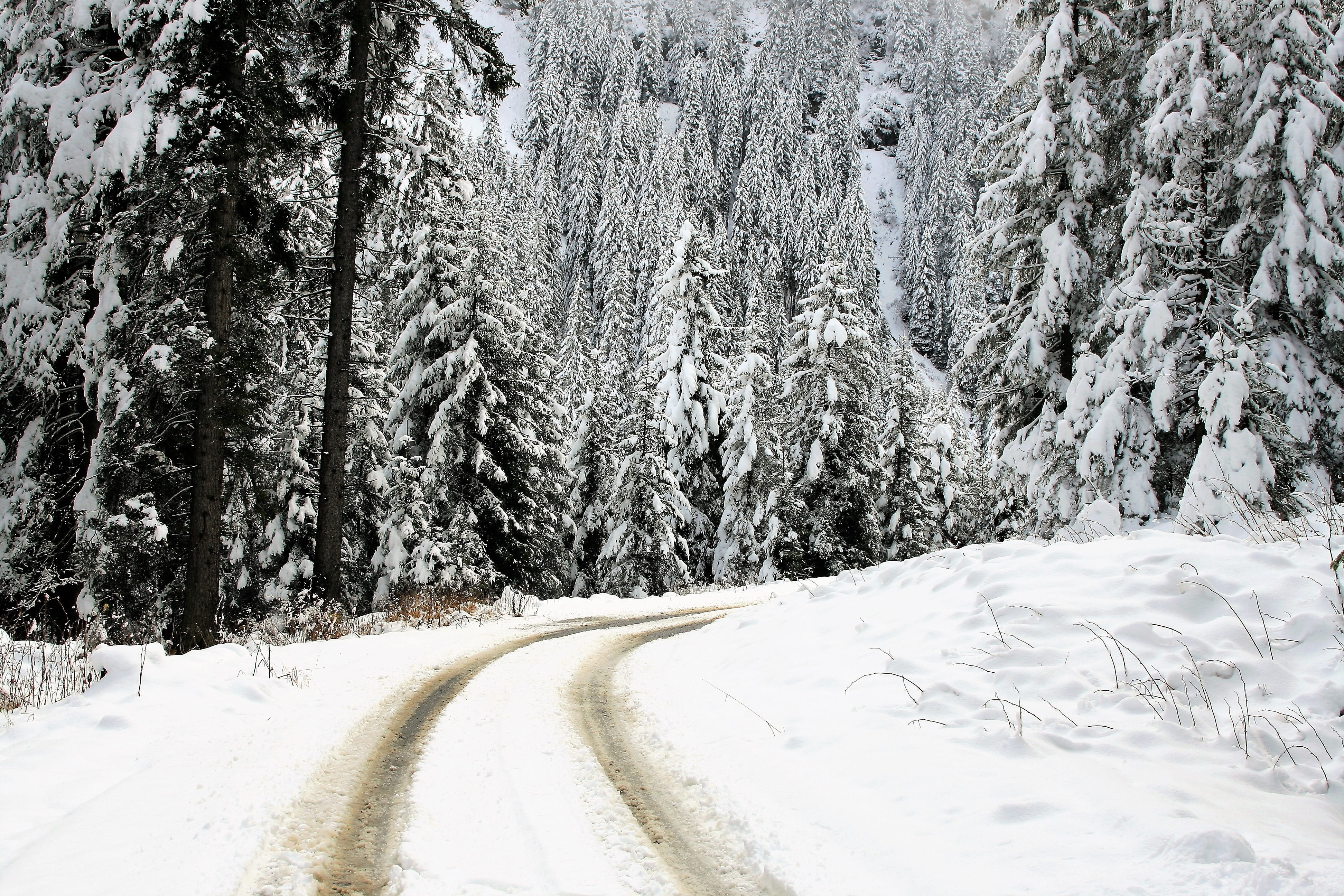 nature, tourism, landscape, non-urban scene, highway, the prospect of, white, forest, tapaty forest, hiking, figure, scenics - nature, winter landscape, HD Wallpaper