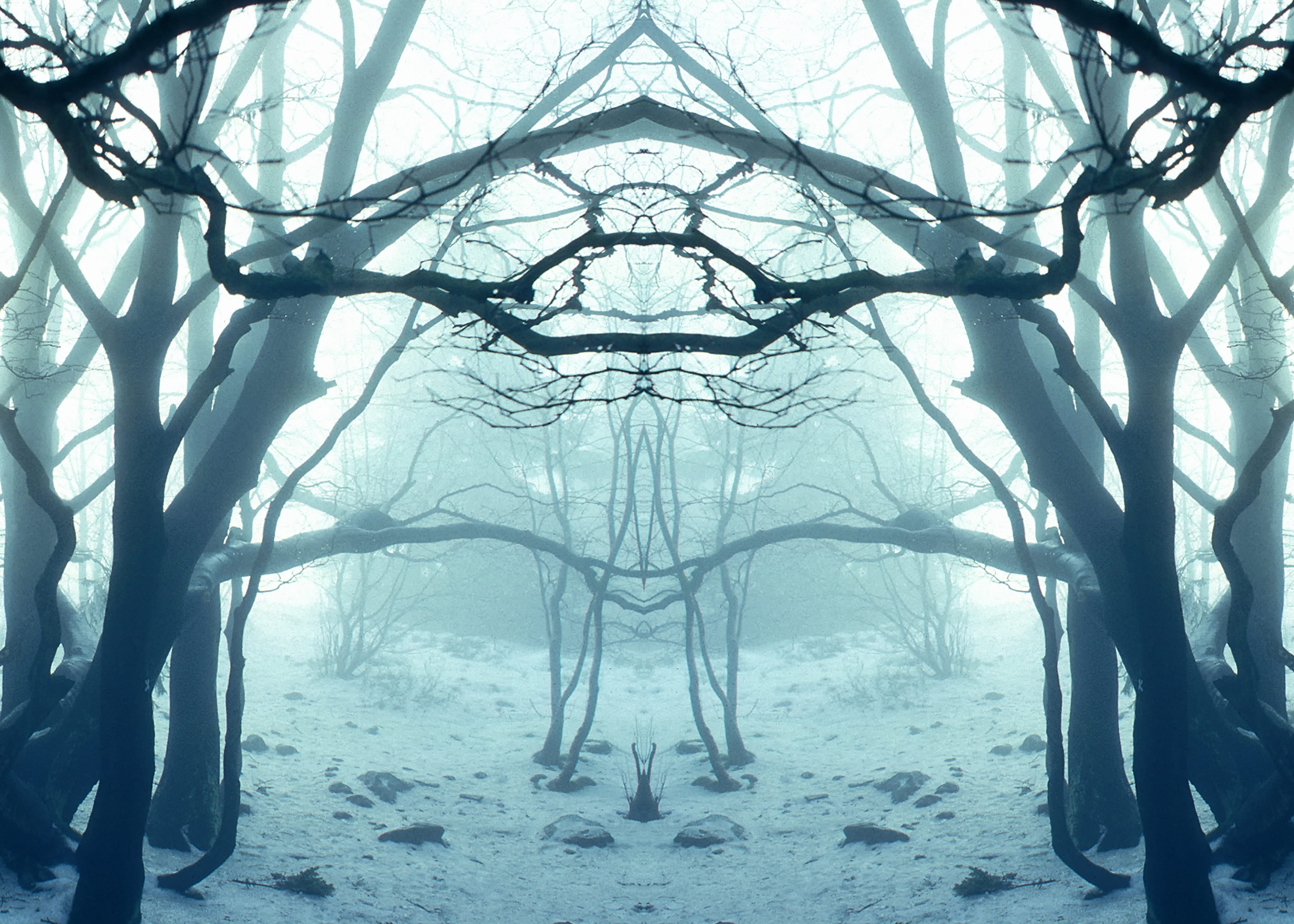 science, white sky, color, scenics - nature, dream, bare, fable, winter, sky, white, fog, growth, snow, digital composite, environment, teutoburg forest, HD Wallpaper