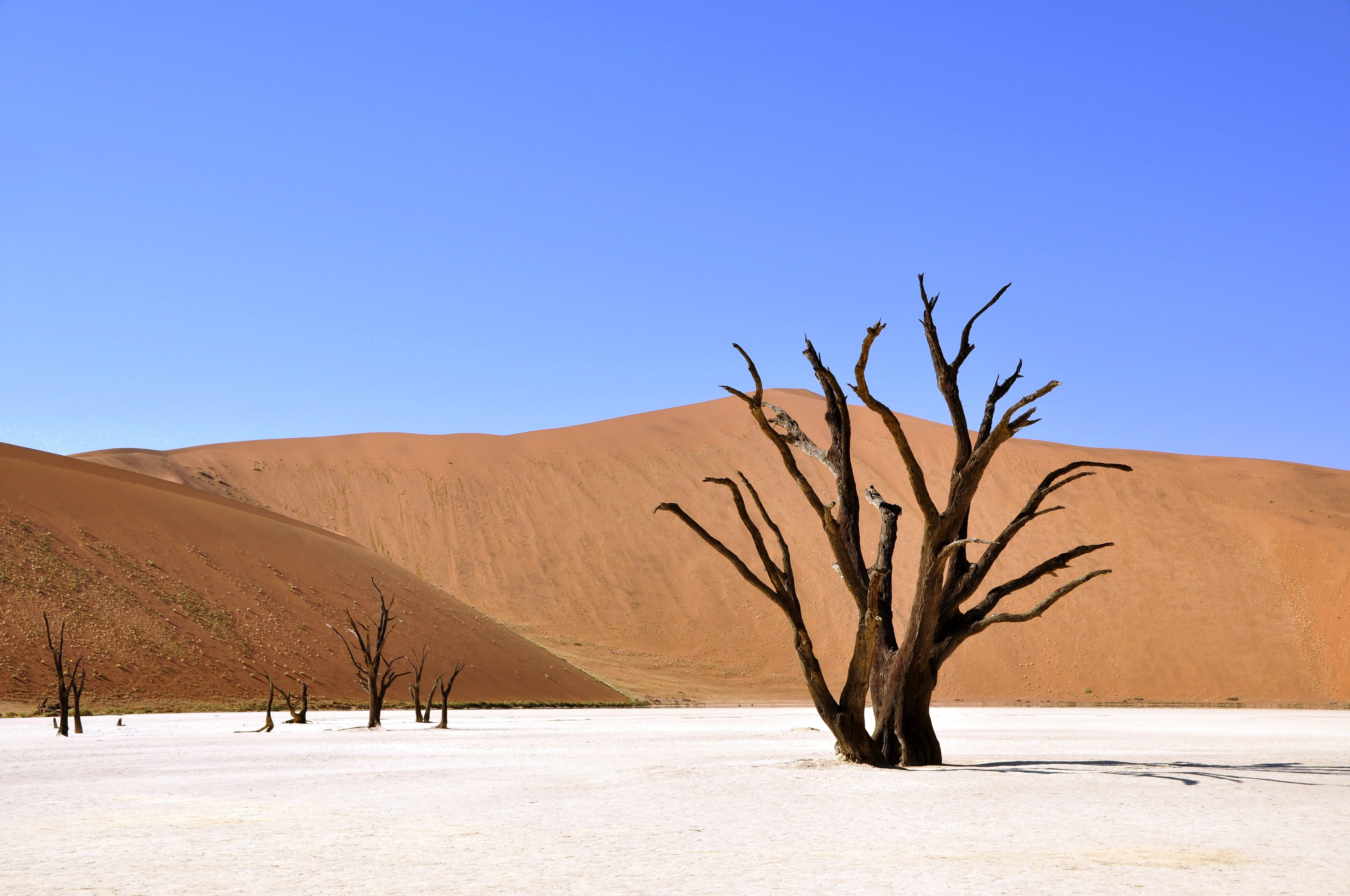 dead vlei, no people, climate, beauty in nature, outdoors, blue, remote, clay pan, bare tree, landscape, deadvlei, tree, nature, dead plant, sky, arid climate, HD Wallpaper