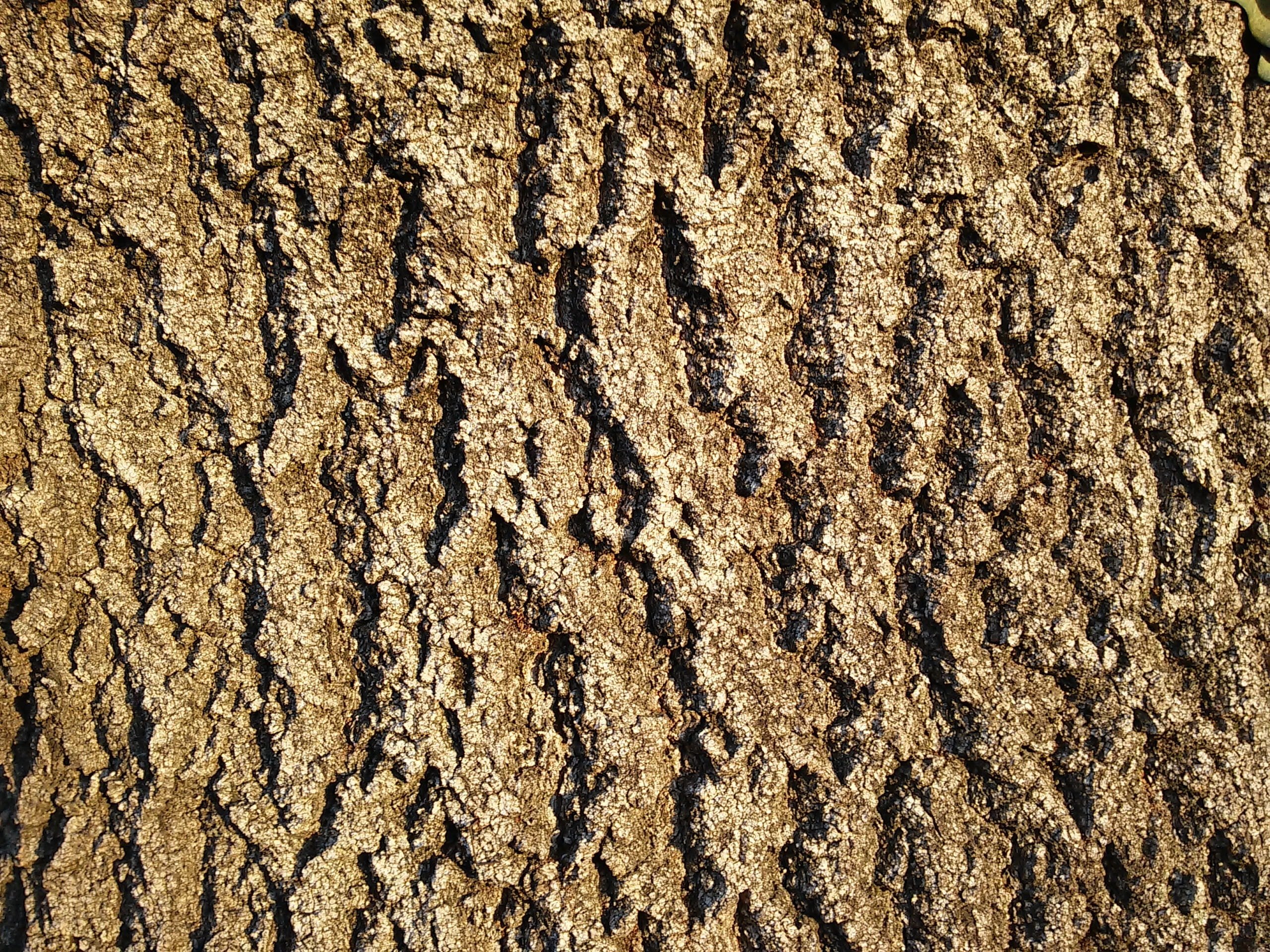 no People, arid Climate, trunk, land, rough, rauh, sunlight, outdoors, tree, tree trunk, animal themes, ash bark, Net, day, nature, desert, texture, full frame, HD Wallpaper