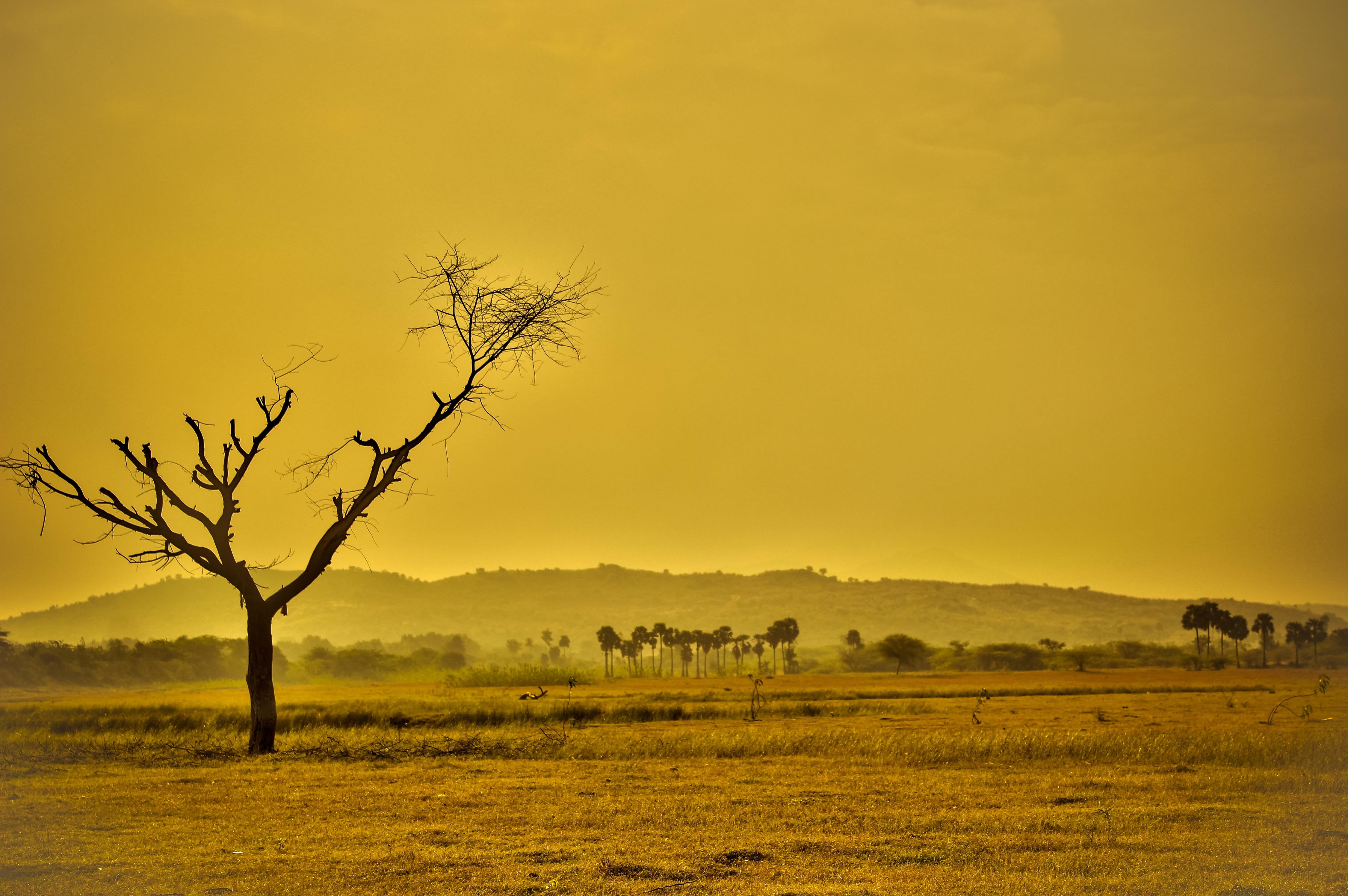 travel, summer, grass, tree, black, natural, sun, africa, climate, arid, no people, semi-arid, outdoors, brown, heat, dirt, earth, agriculture, field, weather, HD Wallpaper