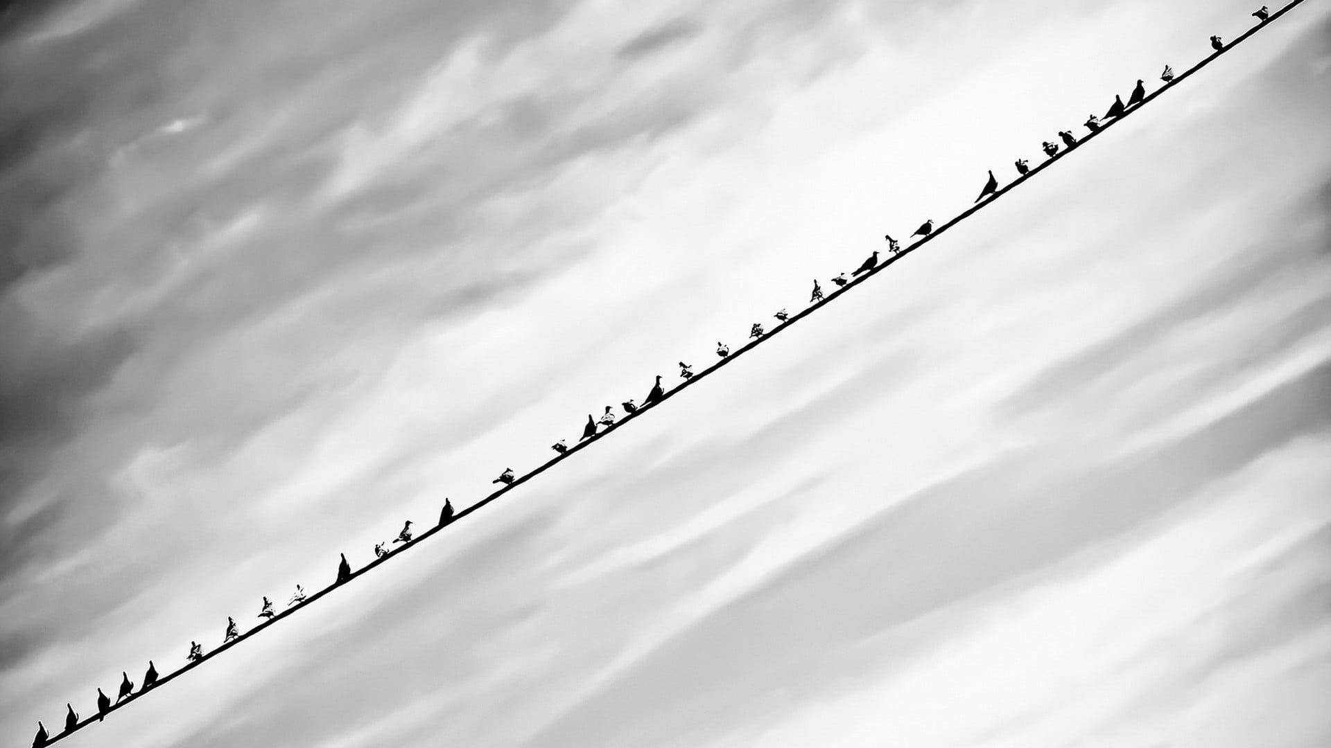 sky, 1080P, floral, bird, flock of birds, white, silhouette, large group of animals, outdoors, birds, minimalism, no people, animal, clouds, cloud - sky, HD Wallpaper