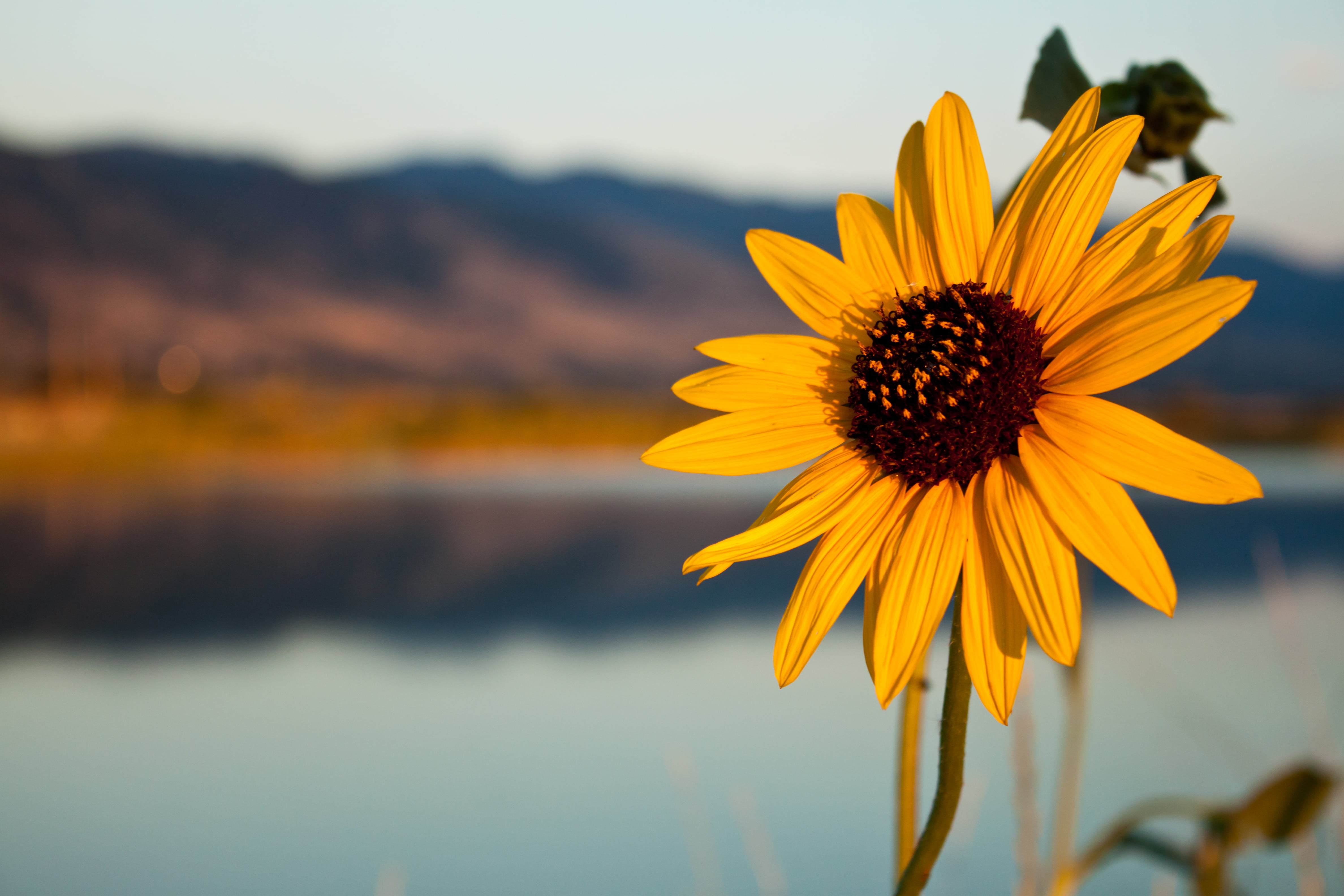 summer, 4K, Sunflower, flower, photo, Canon Rebel, selective, beauty In Nature, O.S., plant, outdoors, Bay, photography, Rebel T1i, yellow, petal, Farmington Utah, HD Wallpaper
