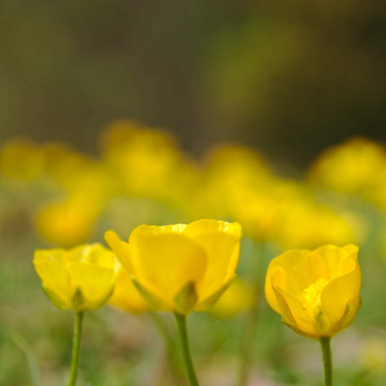 outdoors, beauty In Nature, flowers, spring, plant, flower, selective focus, green Color, selective, petaled, photography, Yellow, summer, petal, nature, Phone HD Wallpaper