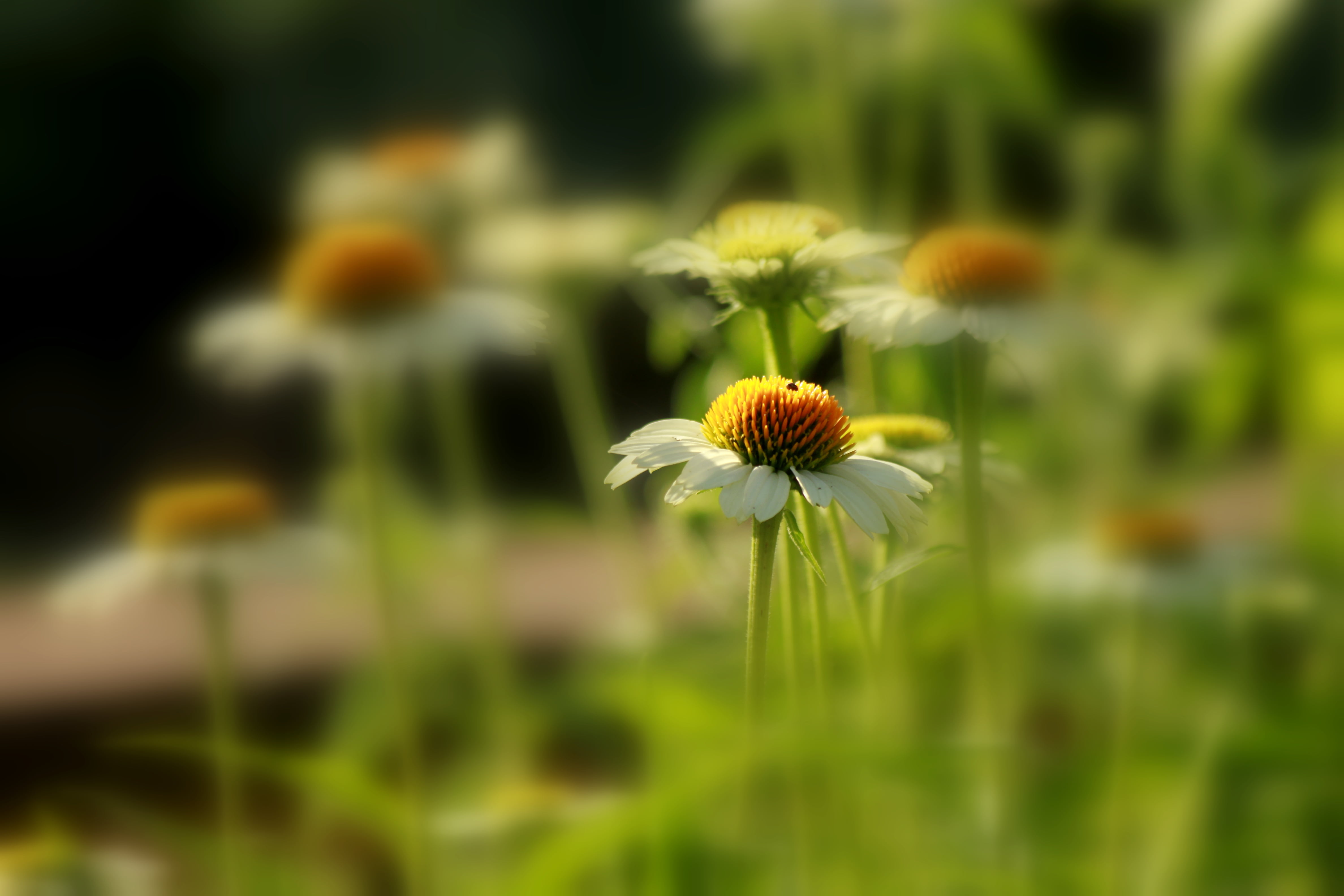 green Color, photography, Fading, white, selective focus, plant, outdoors, focus, beauty, 4K, summer, SoftFocus, meadow, close-up, daisy, flower, nature, HD Wallpaper