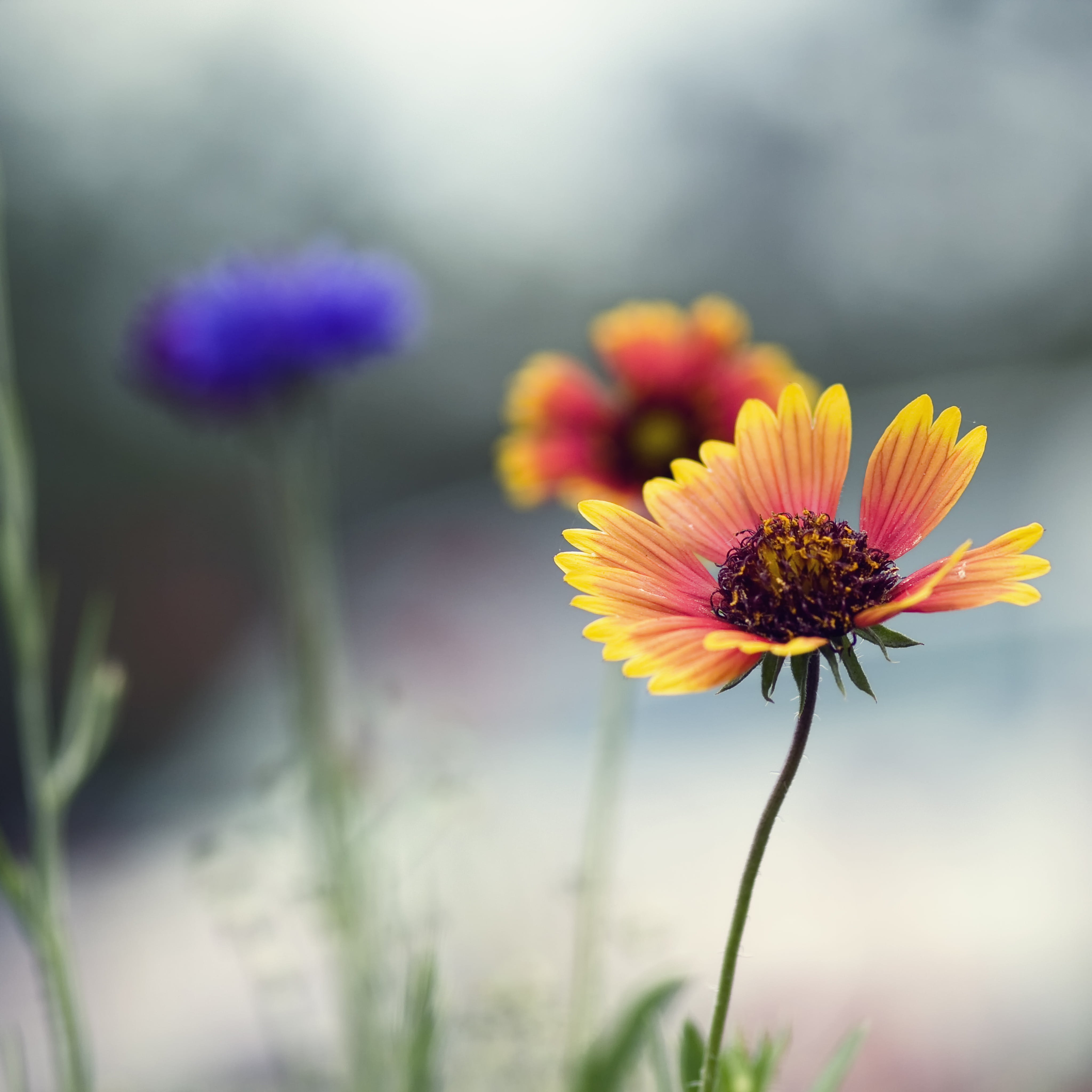 beauty In Nature, selective focus, petaled, Sunlight, focus, selective, field, outdoors, nature, Texas, summer, yellow, meadow, 4K, flower, Wildflowers, Phone HD Wallpaper