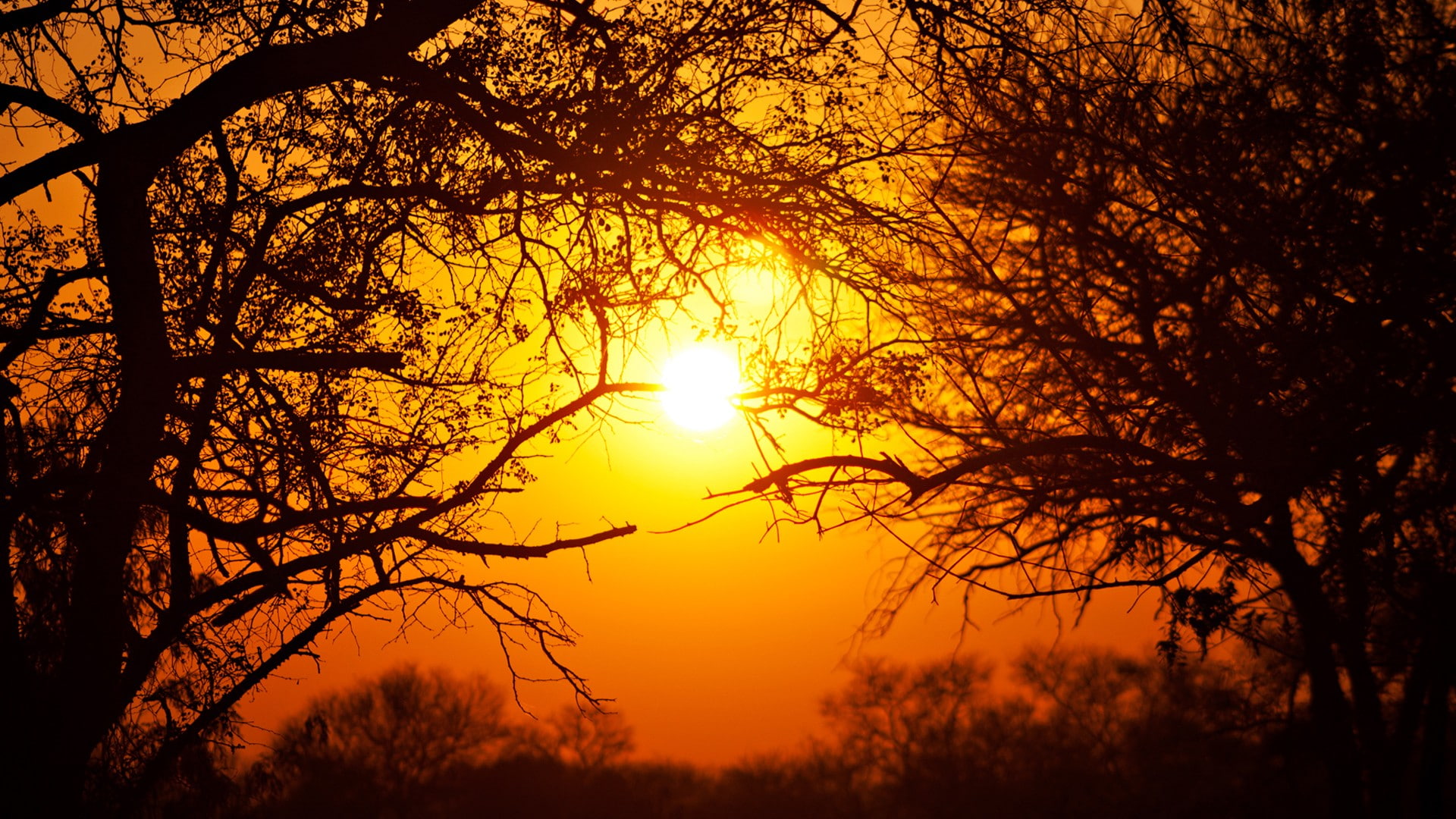 nature, non-urban scene, sky, lens flare, sunlight, branch, South Africa, trees, tranquil scene, sunset, back lit, Sun, national park, silhouette, beauty in nature, HD Wallpaper