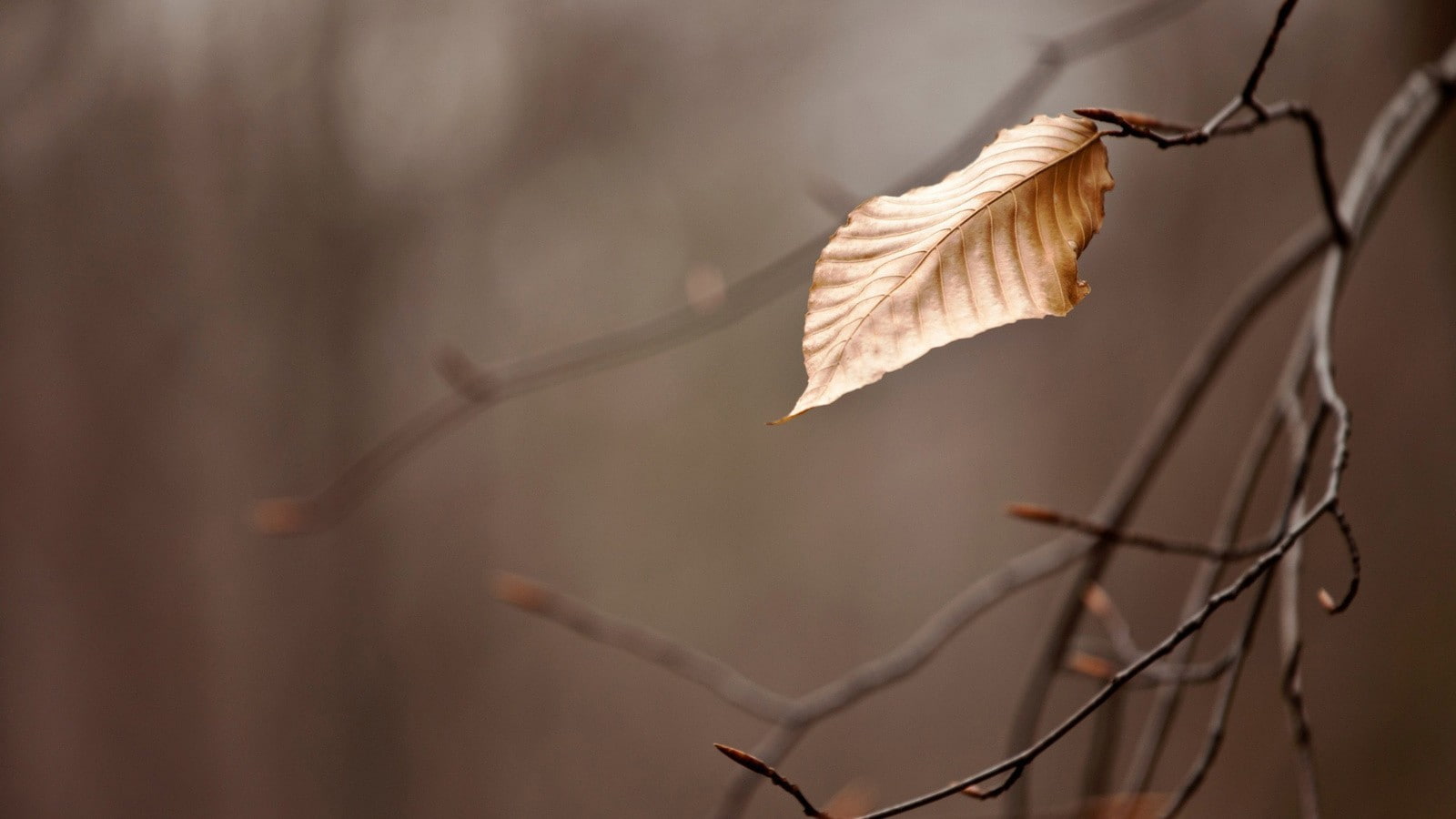 no people, tree, day, plant, twig, dead plant, vulnerability, beauty in nature, outdoors, autumn collection, focus on foreground, plant part, change, close-up, HD Wallpaper