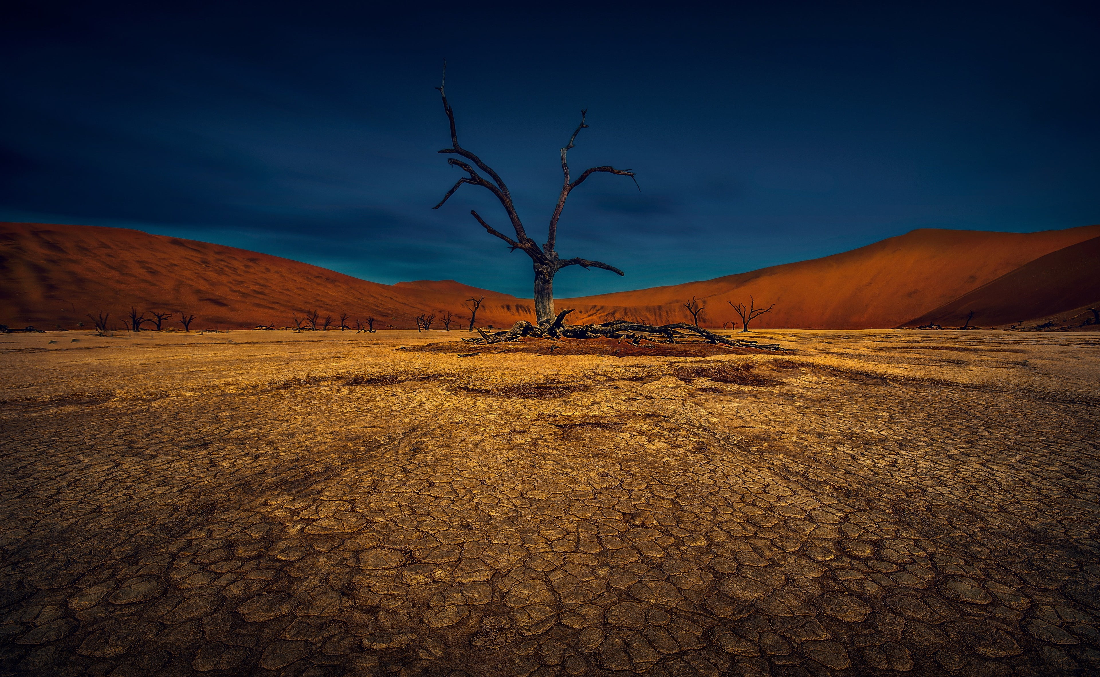 nature, sky, scenics - nature, arid climate, remote, tranquil scene, outdoors, non-urban scene, desert, environment, branch, 4K, beauty in nature, no people, HD Wallpaper