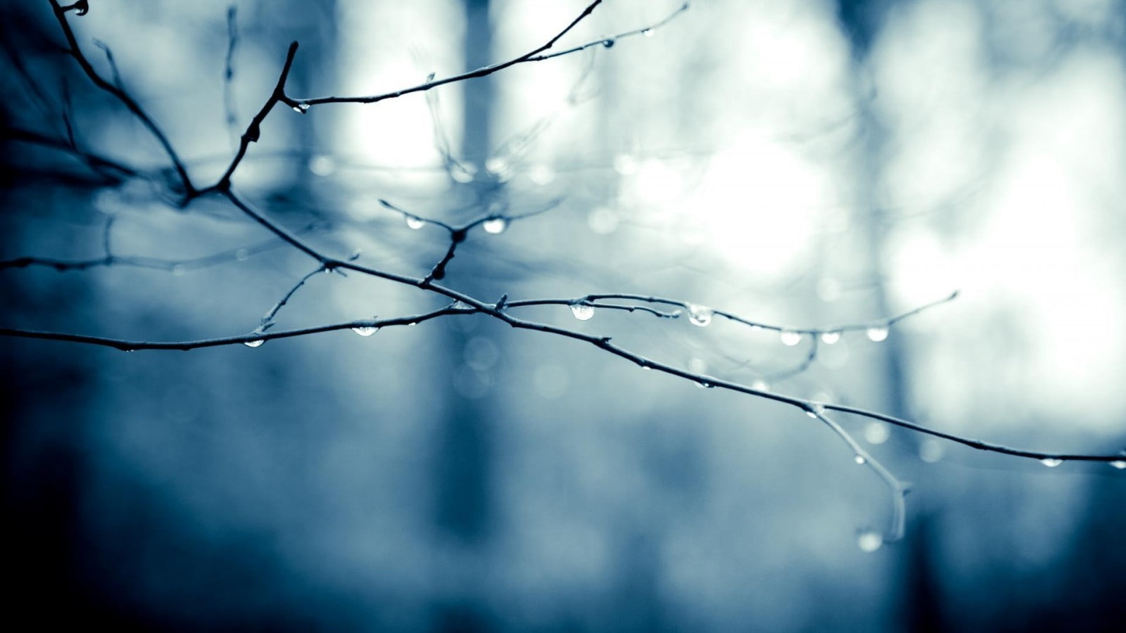 tranquility, close-up, branch, 720P, bokeh, day, nature, selective focus, wet, focus on foreground, raindrop, twigs, dew, tree, no people, outdoors, fragility, HD Wallpaper