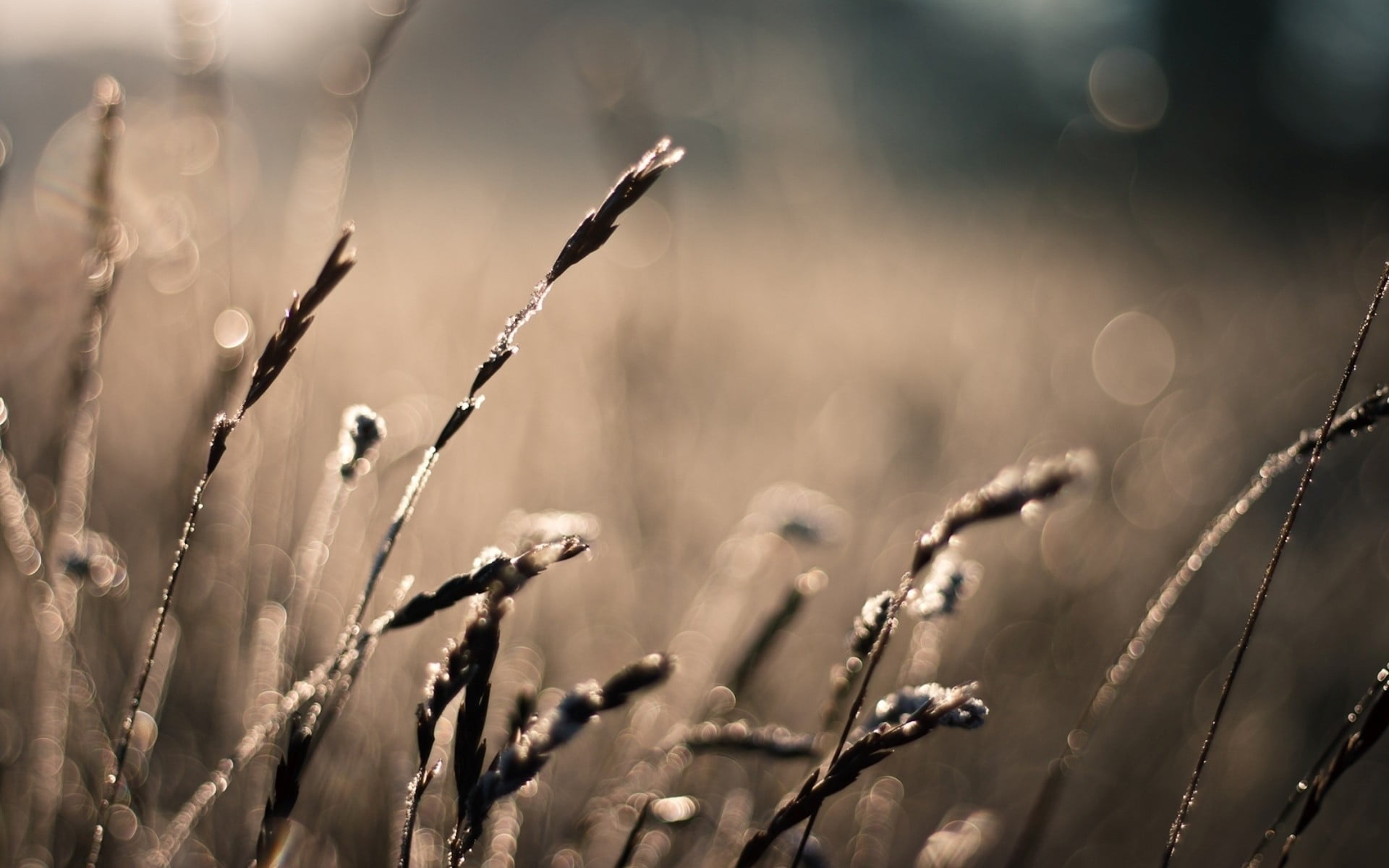 macro, nature, autumn, frozen, fall, abstract, winter, close-up, focus, weather, plant stem, color Image, land, light - Natural Phenomenon, day, photography, HD Wallpaper