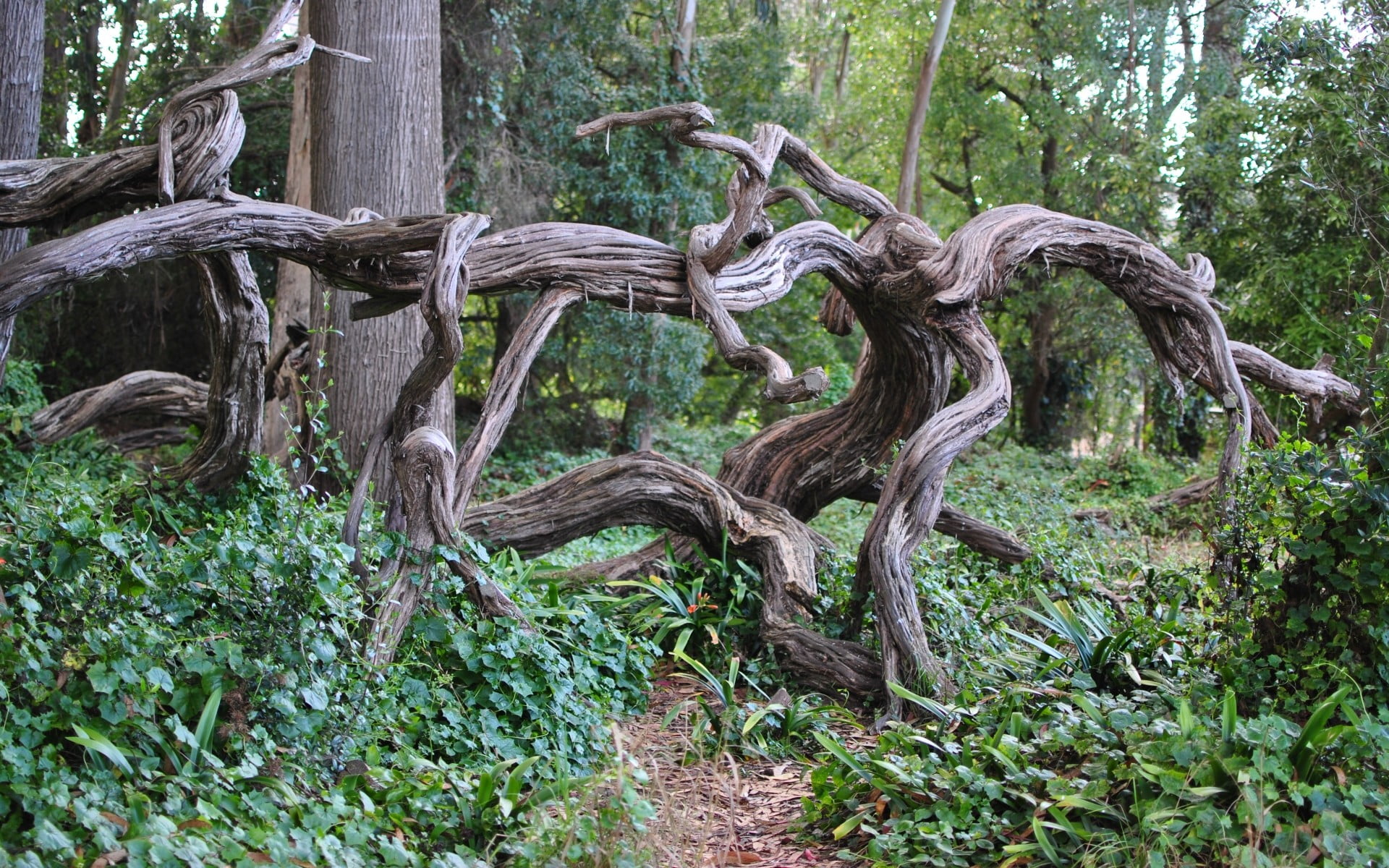 trees, tree trunk, outdoors, driftwood, plant, tranquility, land, nature, 1080P, green color, branch, beauty in nature, wood, growth, day, forest, dead plant, HD Wallpaper
