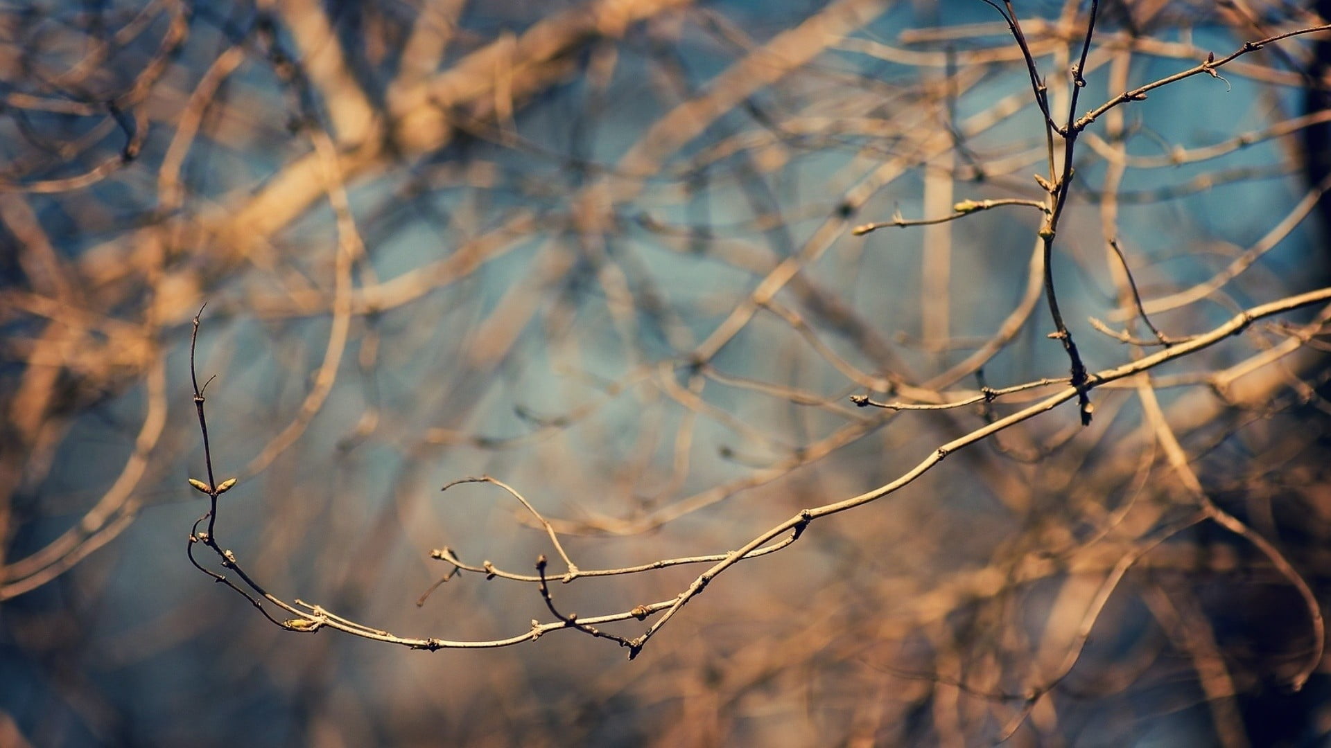 day, depth of field, beauty in nature, no people, dried plant, branch, twig, forest, tree, complexity, macro, outdoors, plant, dry, tranquility, sunlight, HD Wallpaper