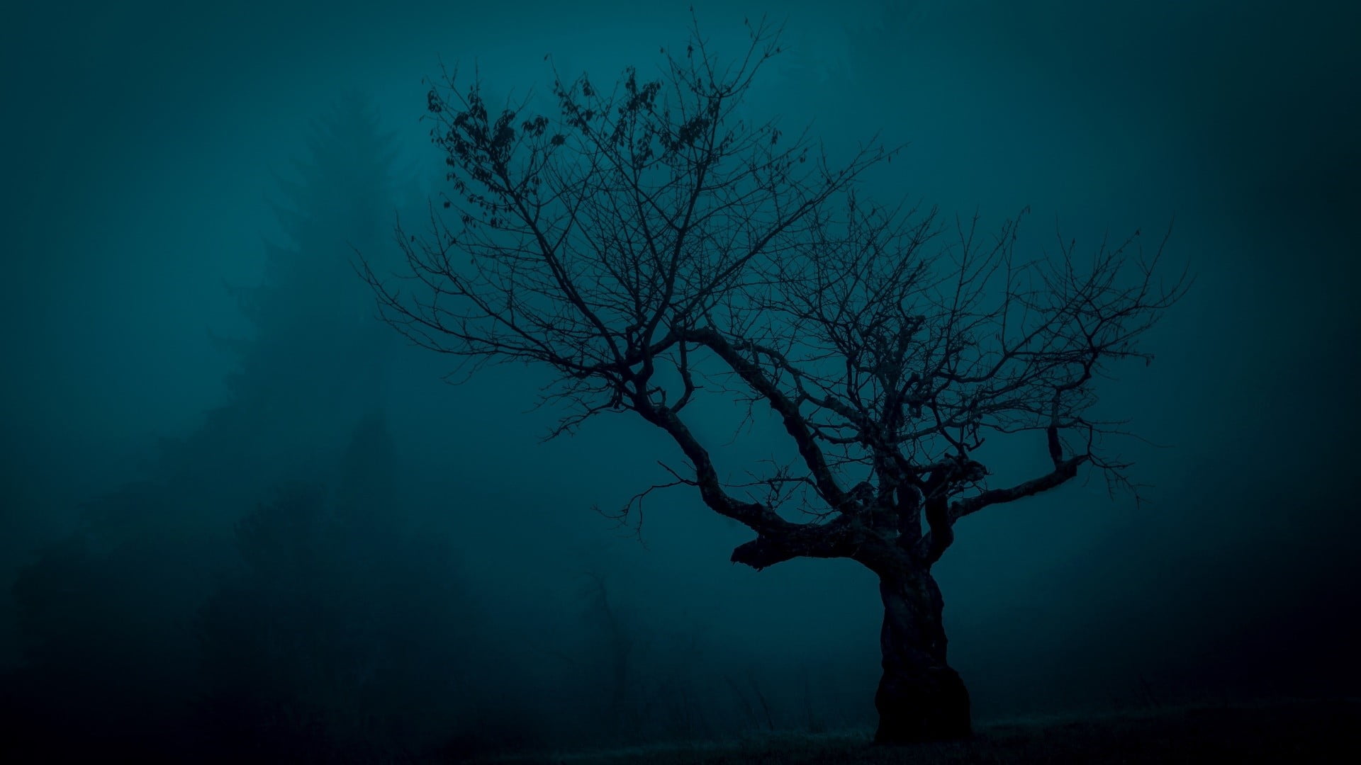 fog, mystery, 1080P, bare, night, photo, silhouette, tree, nature, land, dead plant, scenics - nature, outdoors, dark, landscape, dusk, environment, forest, HD Wallpaper
