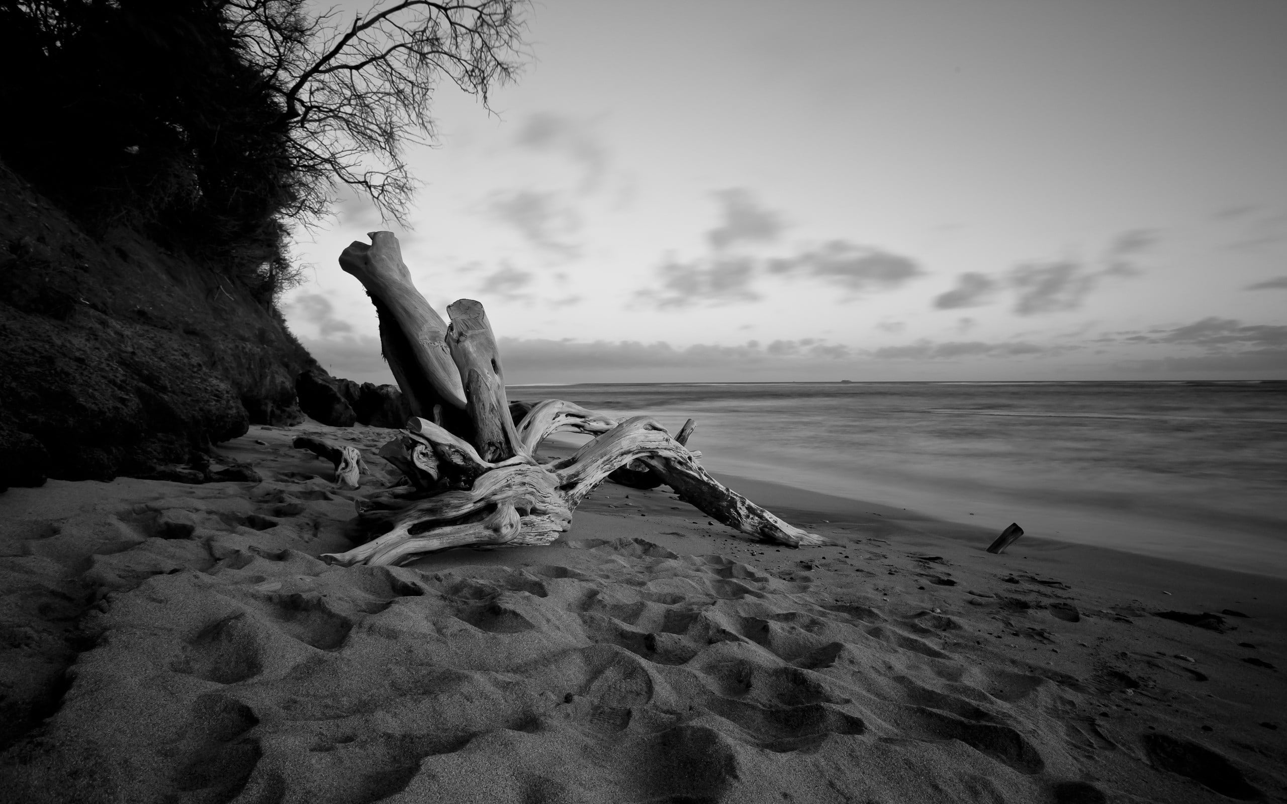 plant, sand, beach, cloud - sky, horizon over water, water, sea, nature, driftwood, scenics - nature, monochrome, gray, tree, land, horizon, tranquility, HD Wallpaper