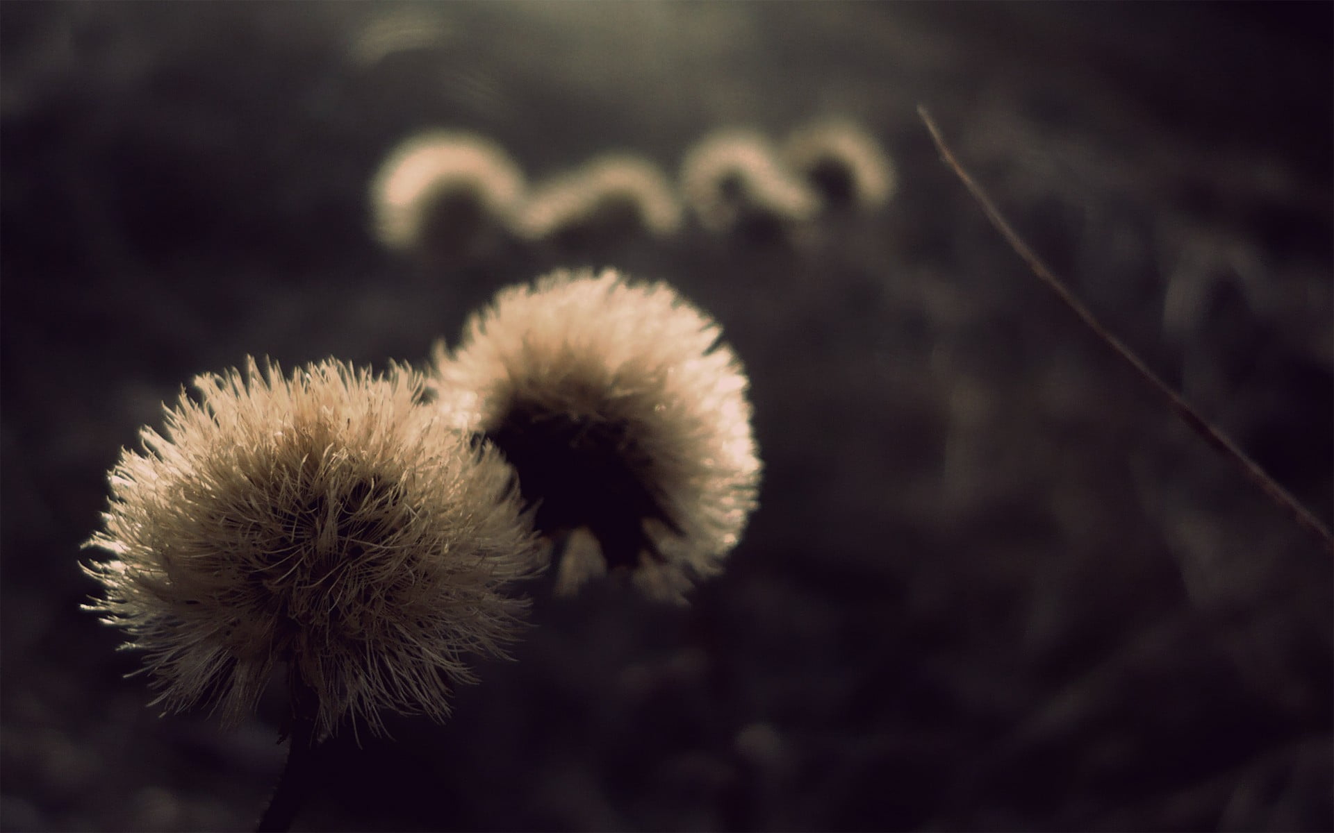 tranquility, wilted plant, dead plant, flower head, beauty in nature, softness, textile, white, plant stem, nature, focus on foreground, close-up, no people, HD Wallpaper
