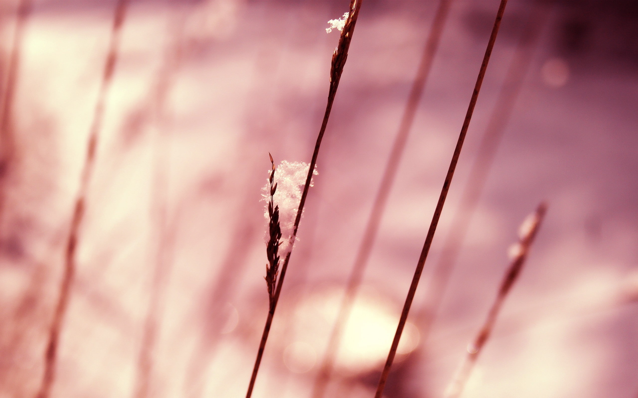 land, nature, dry, plant, dead plant, beauty in nature, selective focus, pink color, plants, agriculture, day, macro, plant stem, close-up, no people, grass, HD Wallpaper