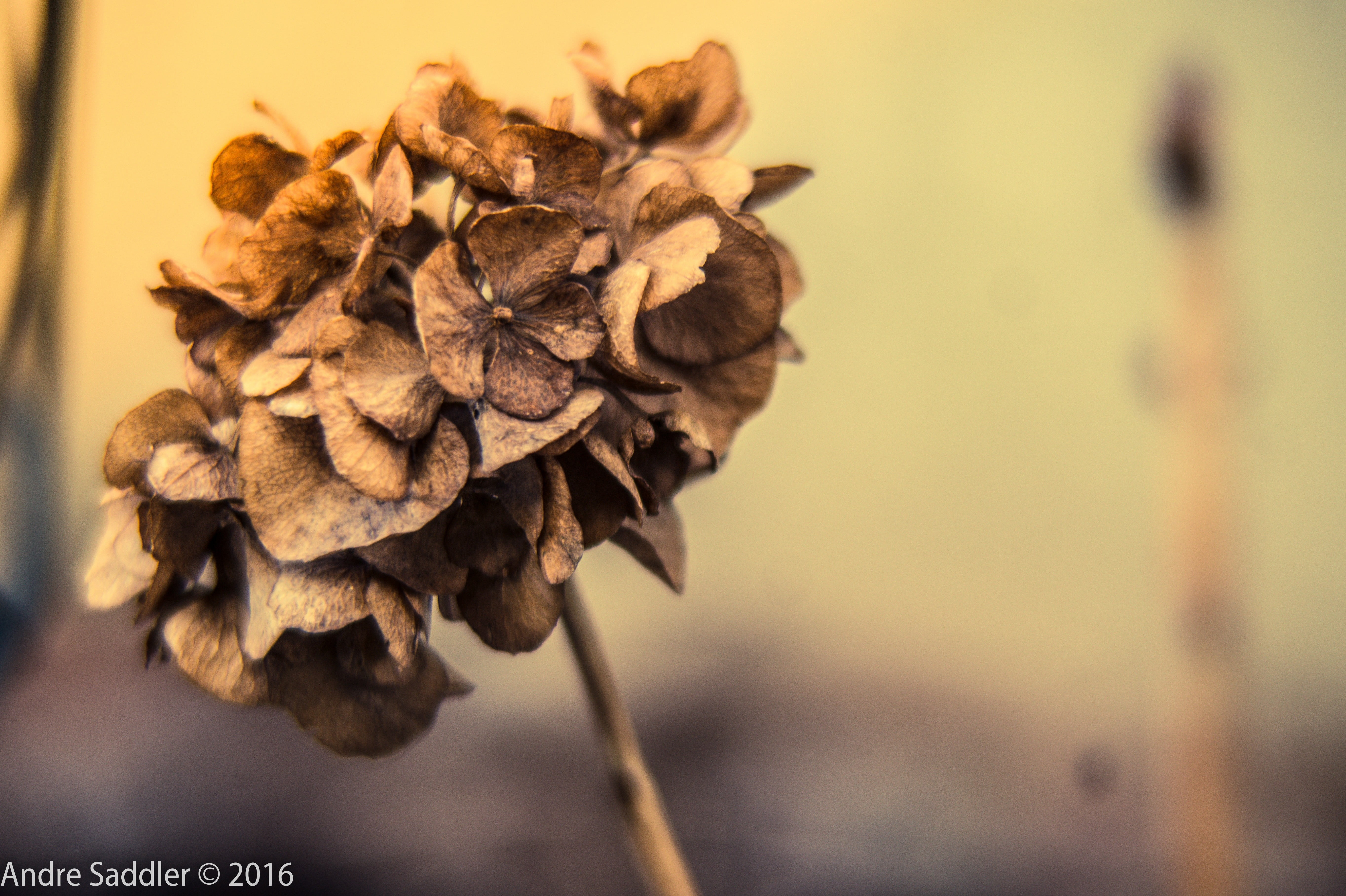 flowering plant, dried, flower head, close-up, focus on foreground, closeup, 5K, flower, outdoors, dry, wilted plant, vulnerability, selective focus, freshness, HD Wallpaper