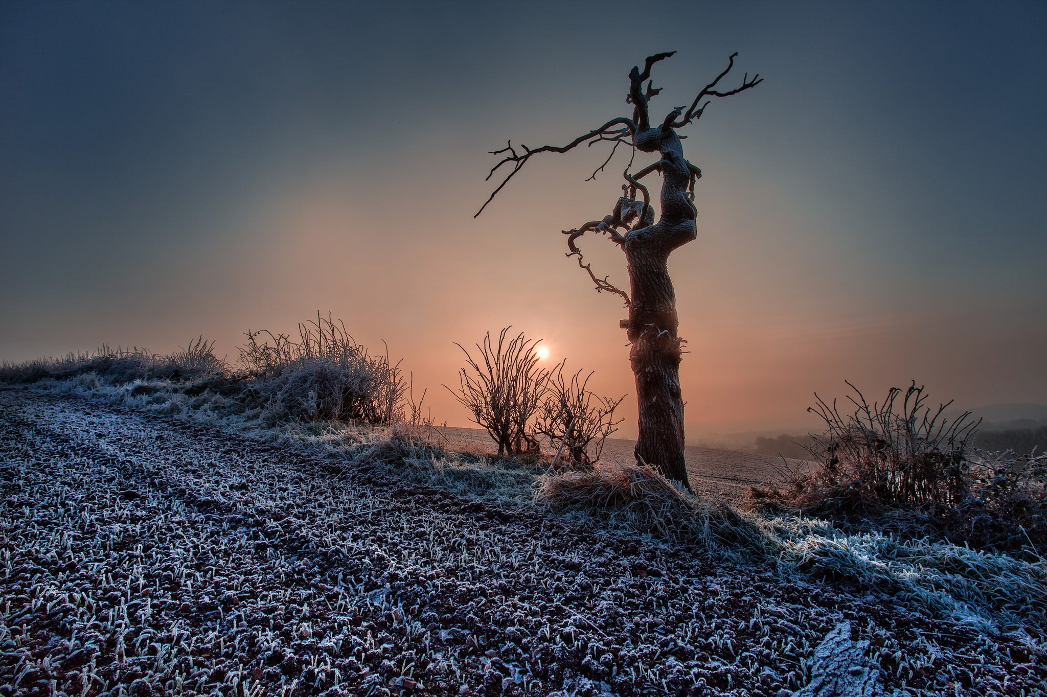 dead plant, tree, plant, no people, snow, bare tree, field, tranquility, cold temperature, landscape, 1080P, outdoors, land, sky, beauty in nature, sunset, HD Wallpaper