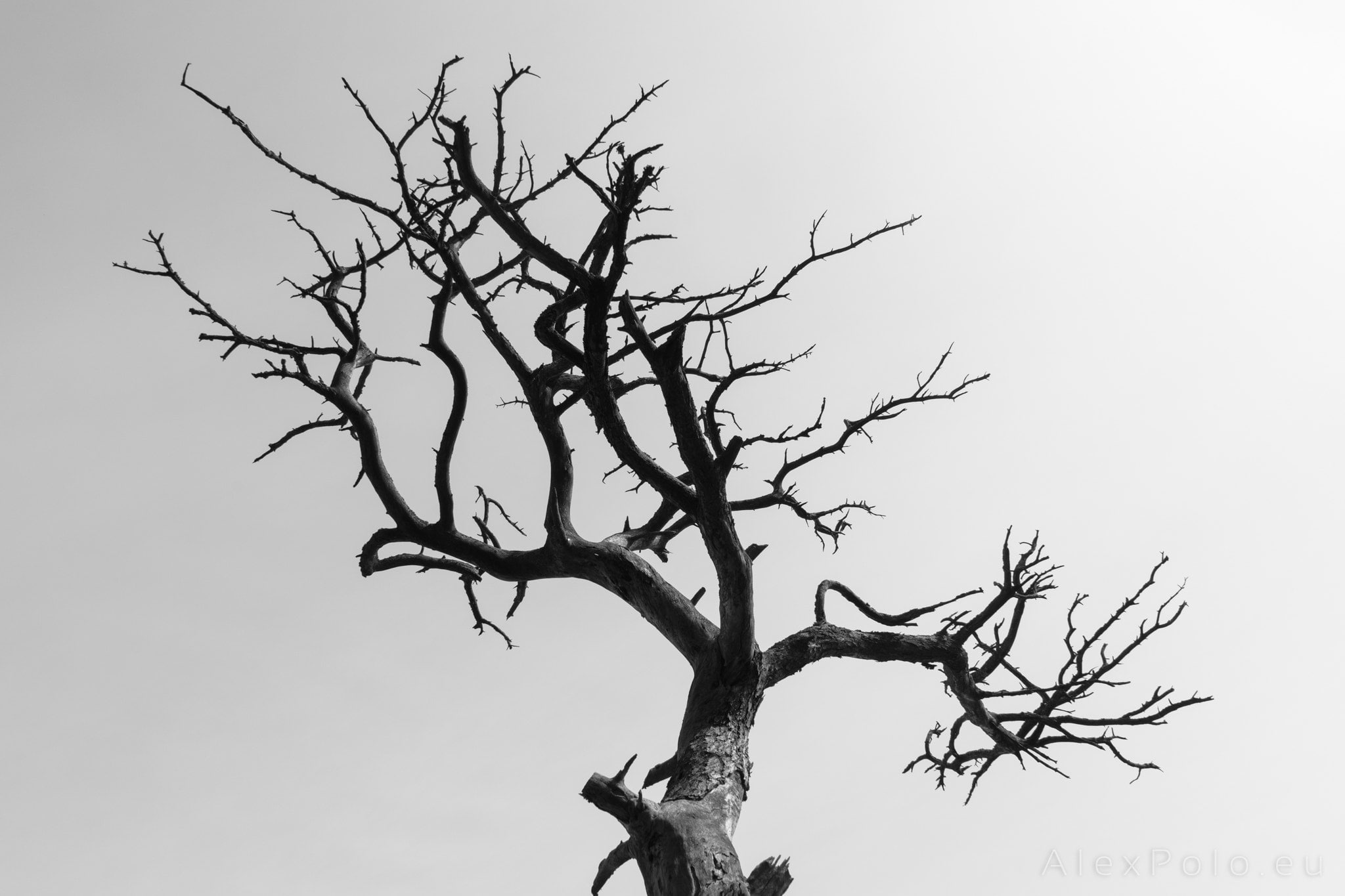 Alex Polo, dead plant, single tree, tree trunk, no people, 1080P, trees, tranquility, scenics - nature, sky, environment, outdoors, low angle view, day, HD Wallpaper