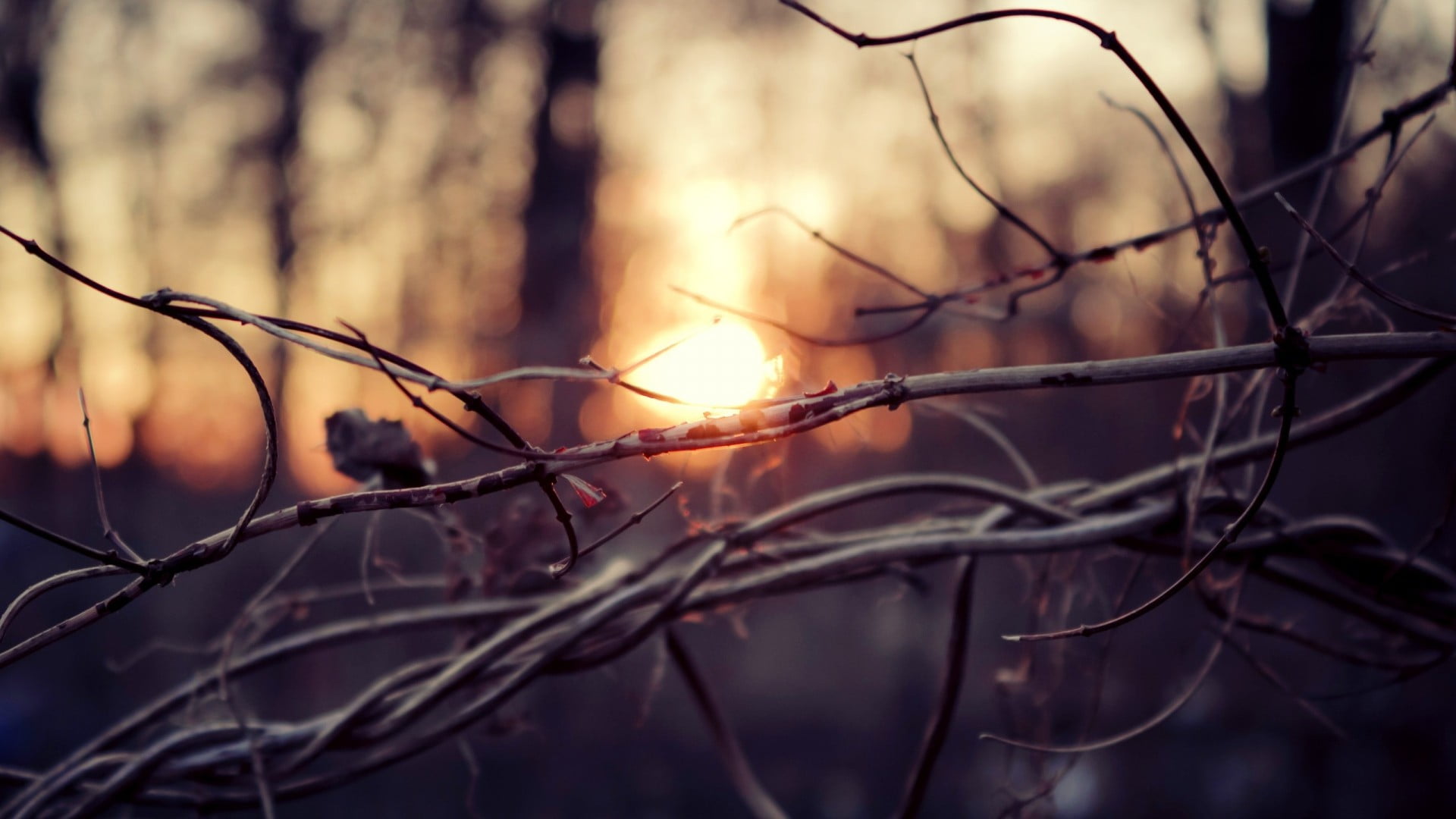 brown, focus on foreground, cold temperature, tree, outdoors, no people, sky, bare tree, tranquility, low angle view, dead plant, winter, tangled, plant, HD Wallpaper