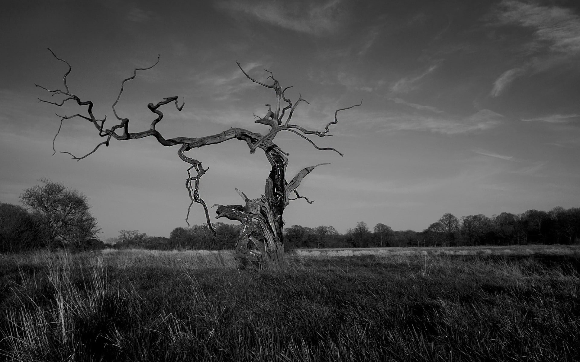 sky, bare tree, tree, trees, branch, outdoors, day, environment, nature, dead plant, grass, plant, tranquil scene, scenics - nature, tranquility, landscape, HD Wallpaper