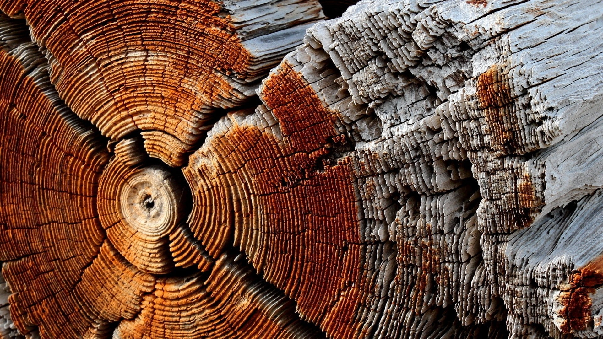 1080P, dry, wooden surface, trees, texture, pattern, wood, dead trees, circle, nature, HD Wallpaper