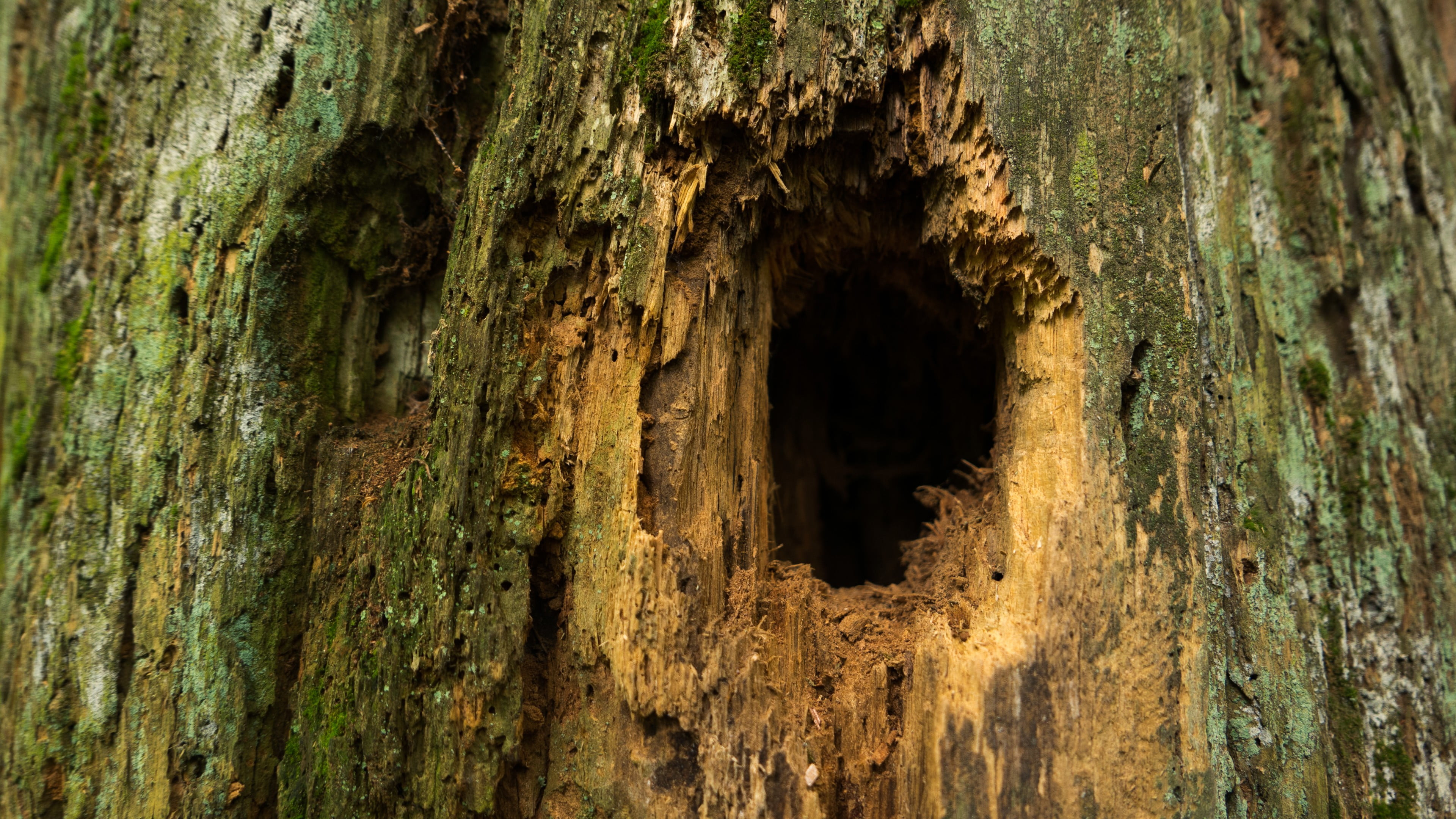 rough, weathered, nature, brown, wood - material, full frame, textured, black, dead trees, decor, close-up, Hollow, day, pattern, hole, bark, growth, plant, HD Wallpaper