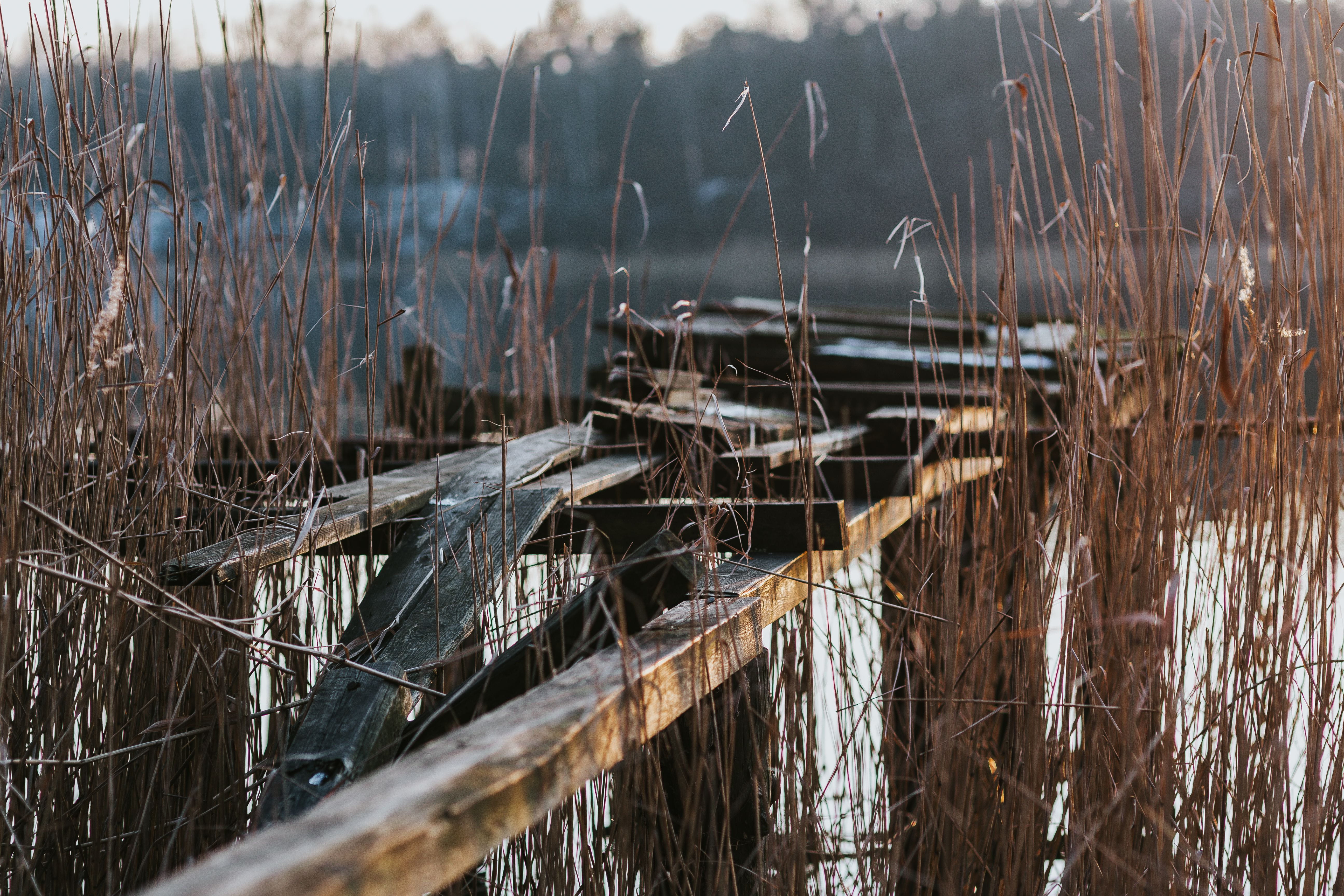 winter, outdoors, no people, nature, tree, plant, growth, dry, close-up, lake, day, river, walk, swan, tranquility, grass, water, selective focus, by the lake, HD Wallpaper