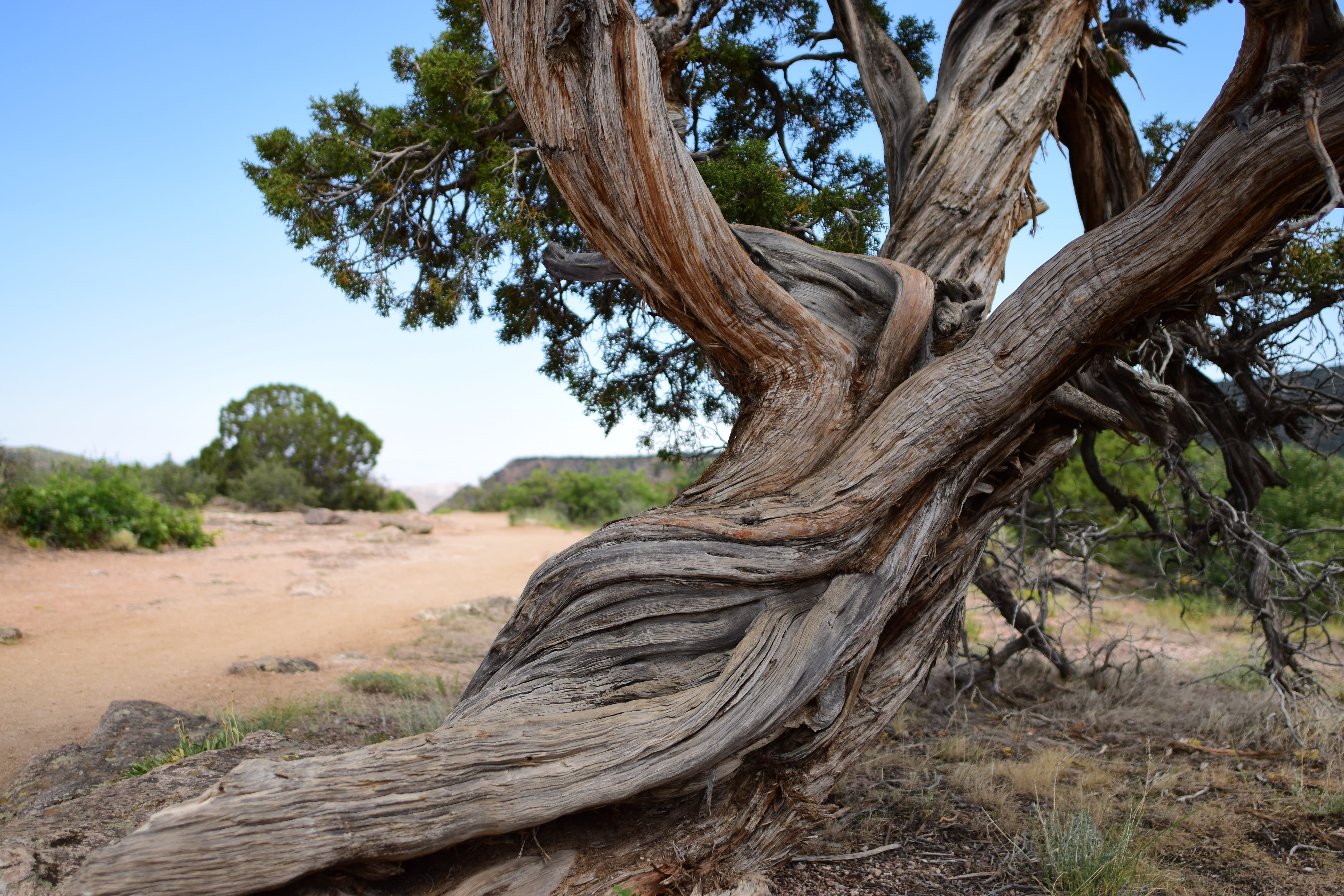 colorado, nature, wood - material, outdoors, driftwood, beauty in nature, environment, black canyon, tree, non-urban scene, use, landscape, desert, dead plant, HD Wallpaper