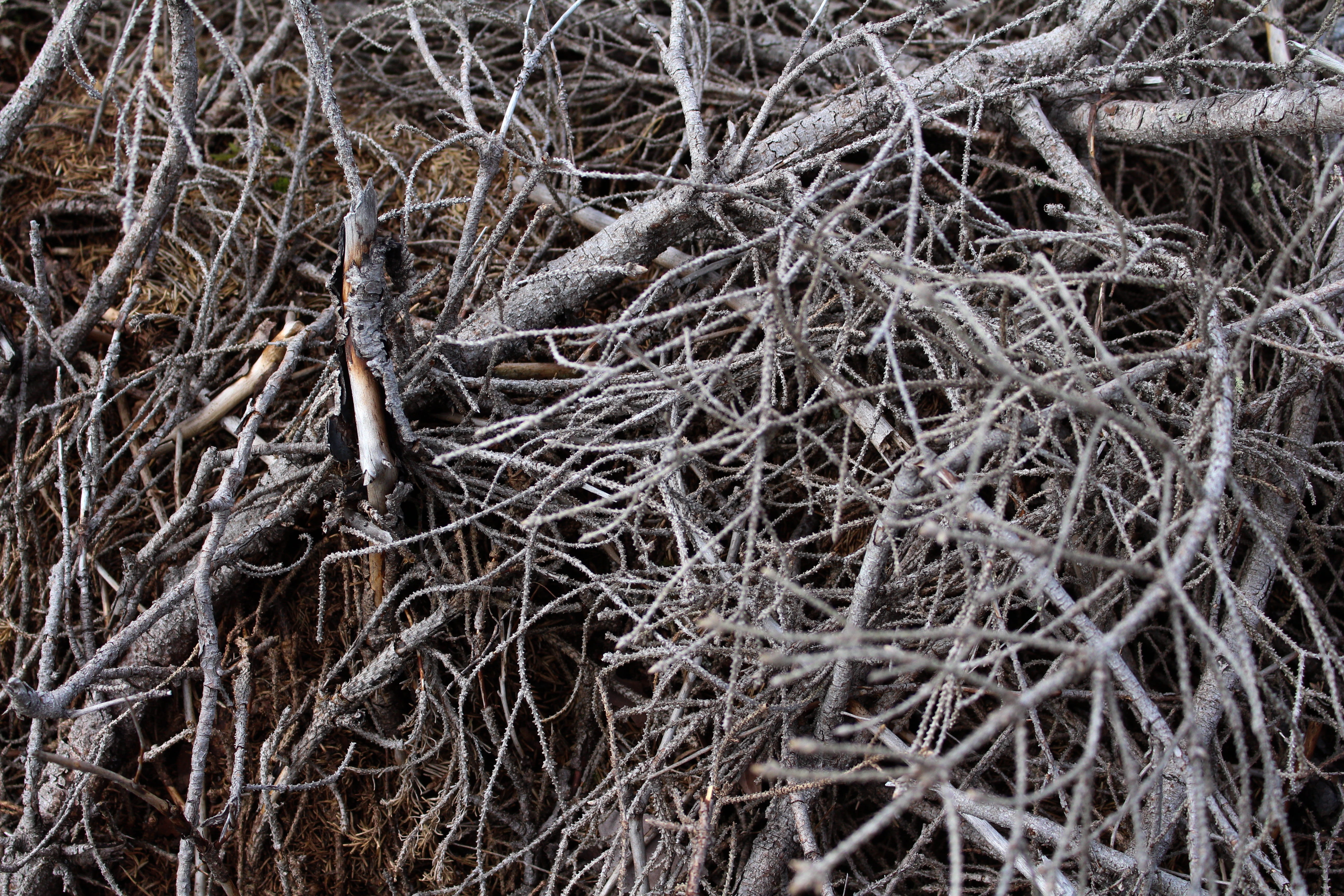 outdoors, woodpile, pile, tree branches, woods, beauty in nature, debris, tree, deforestation, broken, grey, dry branches, tranquility, bare tree, root, HD Wallpaper