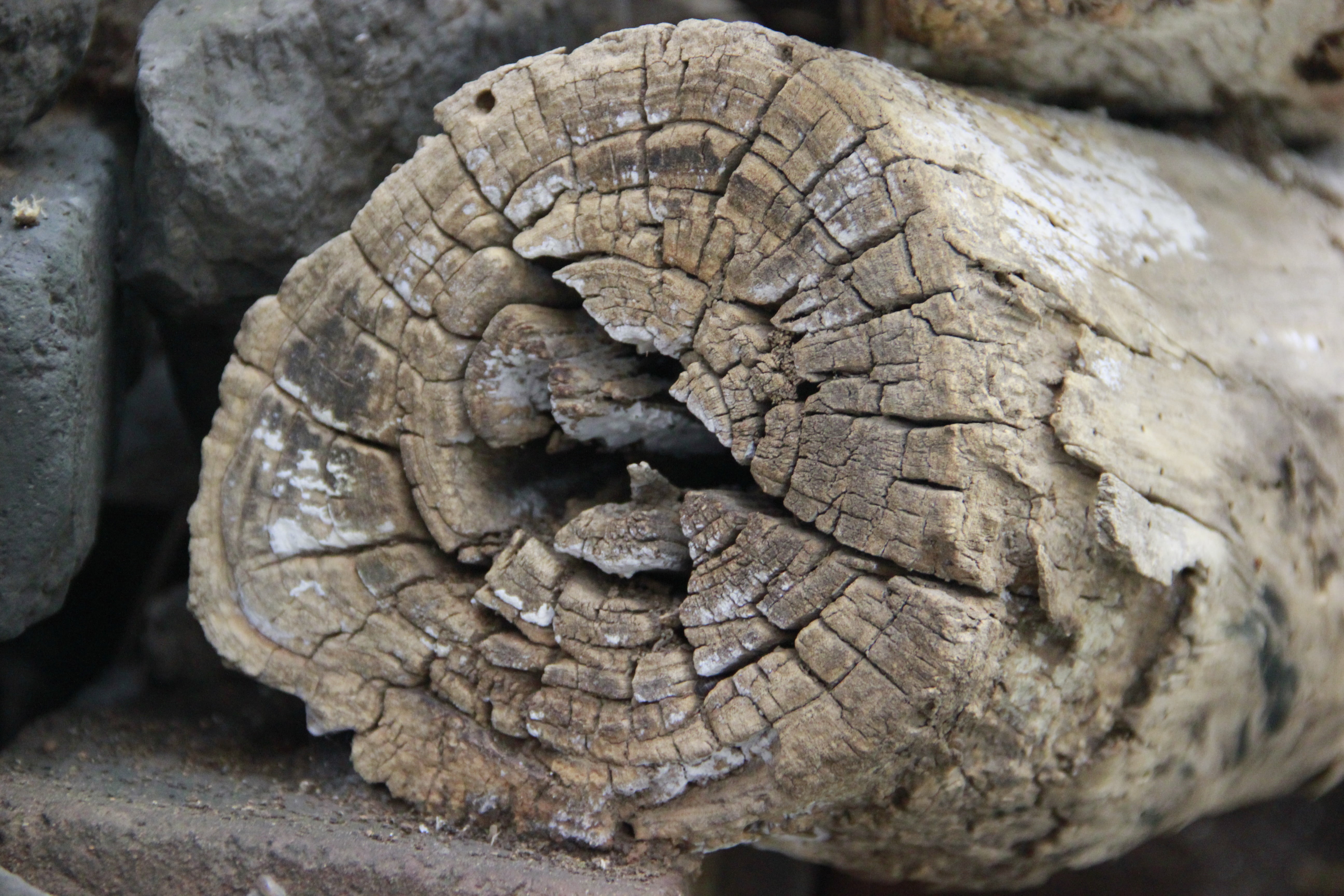 dead wood, deadwood, ring, close-up, animal skin, crack, focus on foreground, animal body part, african elephant, trees, day, trunk, elephant, outdoors, HD Wallpaper