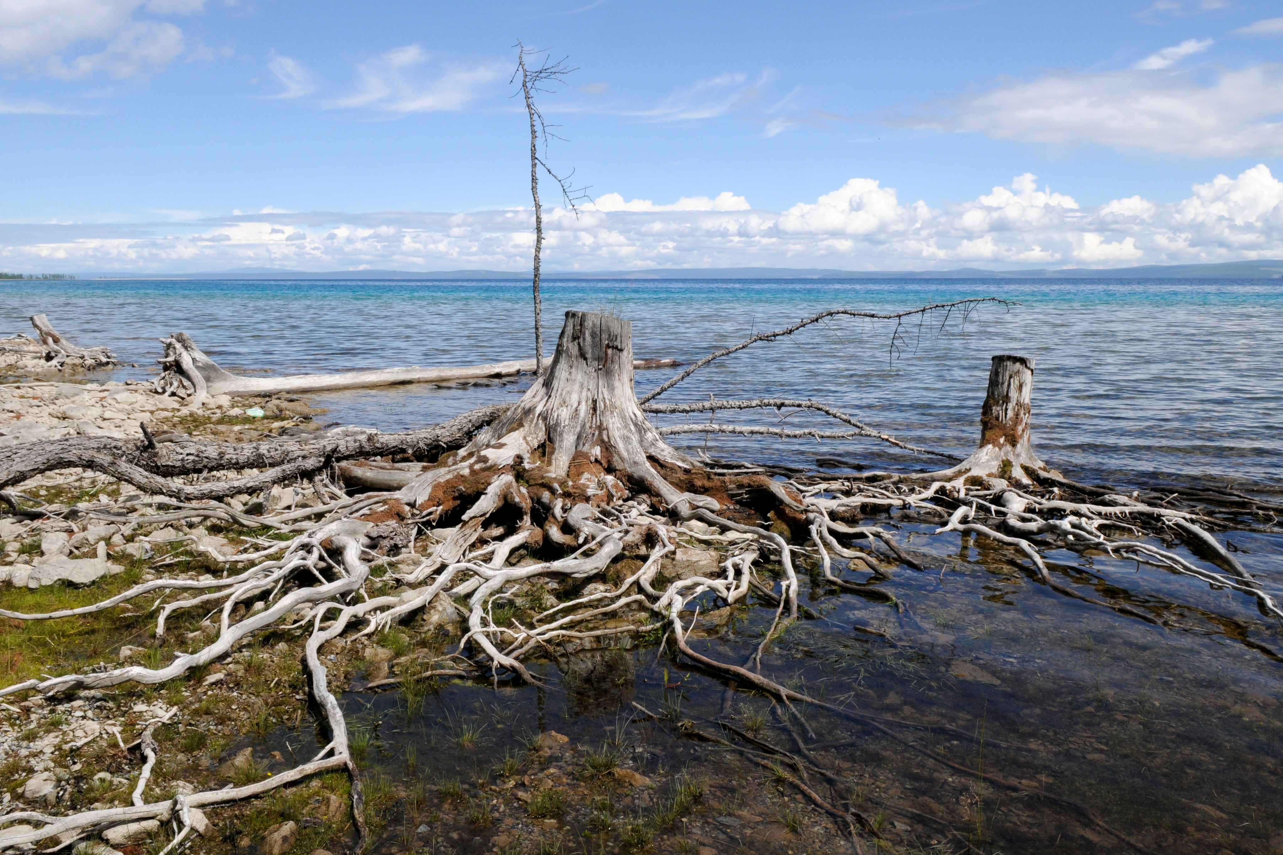 dead plant, 4K, horizon, horizon over water, water, driftwood, sea, mongolia, day, wood - material, beauty in nature, sky, lake, tranquility, land, no people, HD Wallpaper