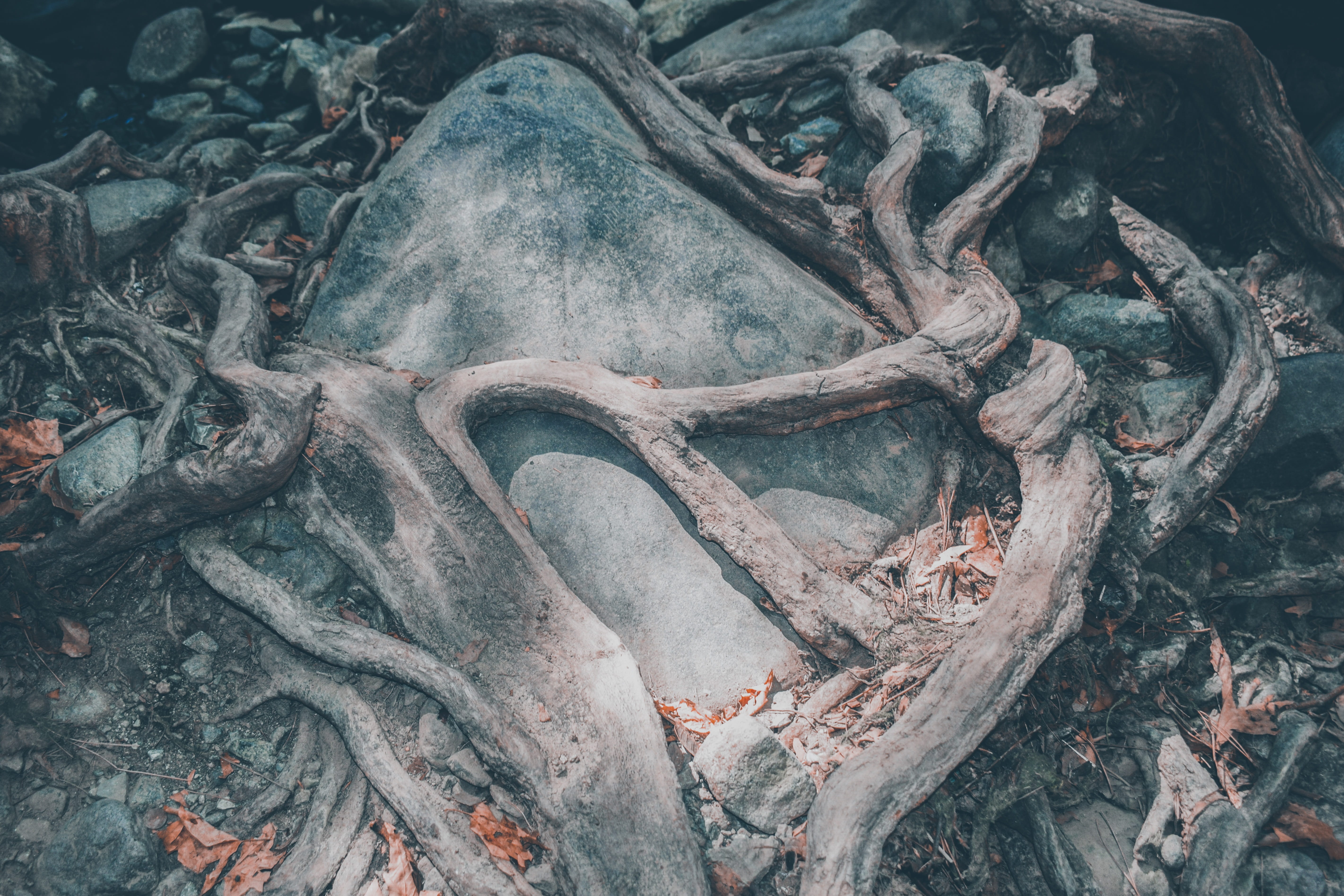 day, tranquility, roots, rock, wood - material, backgrounds, hug, land, tree trunk, dead plant, nature, plant, 5K, dry, plant part, tree, full frame, root, HD Wallpaper