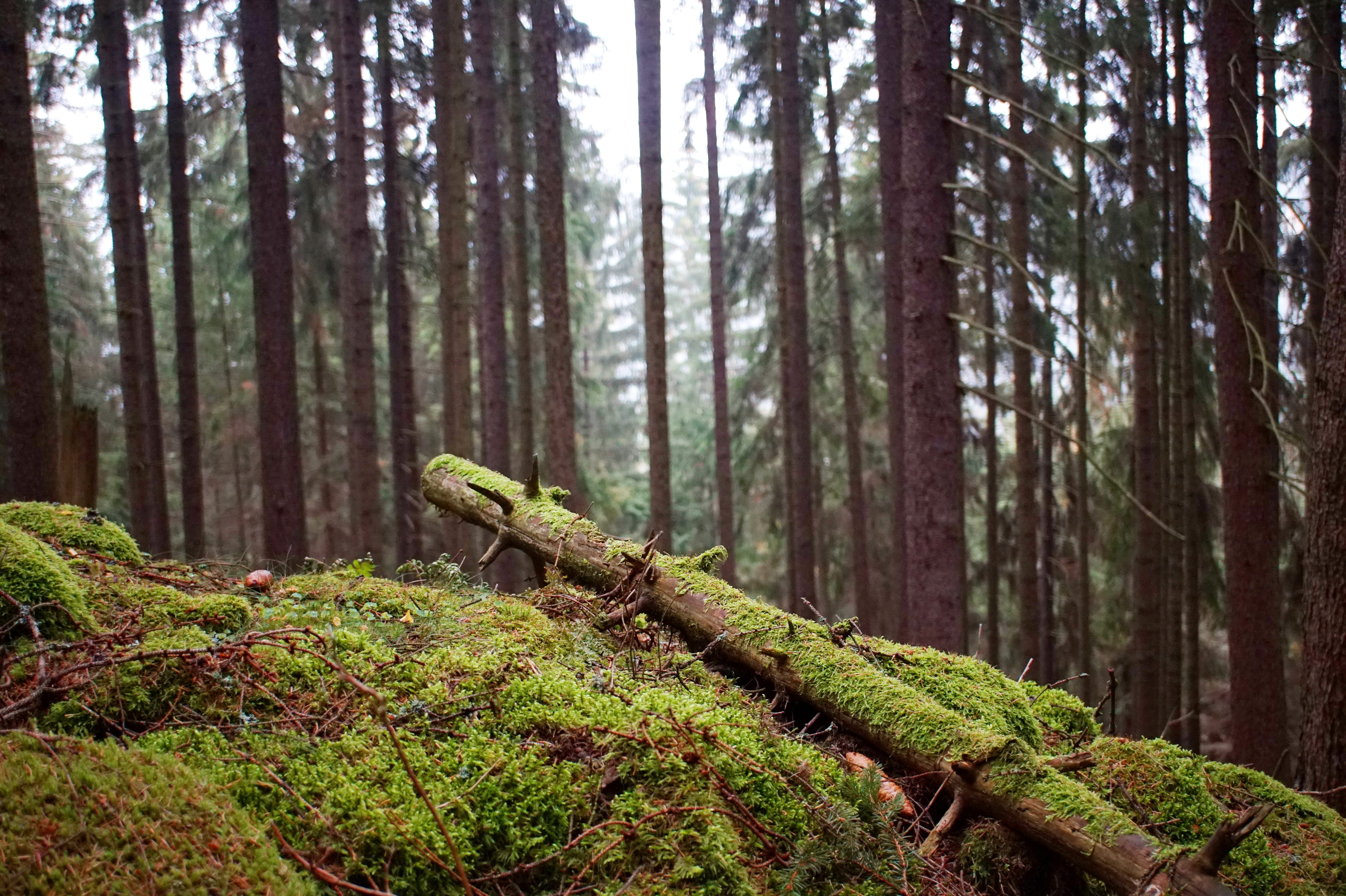 nature, trunk, pine woodland, non-urban scene, tribe, wood, woodland, forest, land, autumn, green color, tree, rainforest, growth, plant, beauty in nature, HD Wallpaper