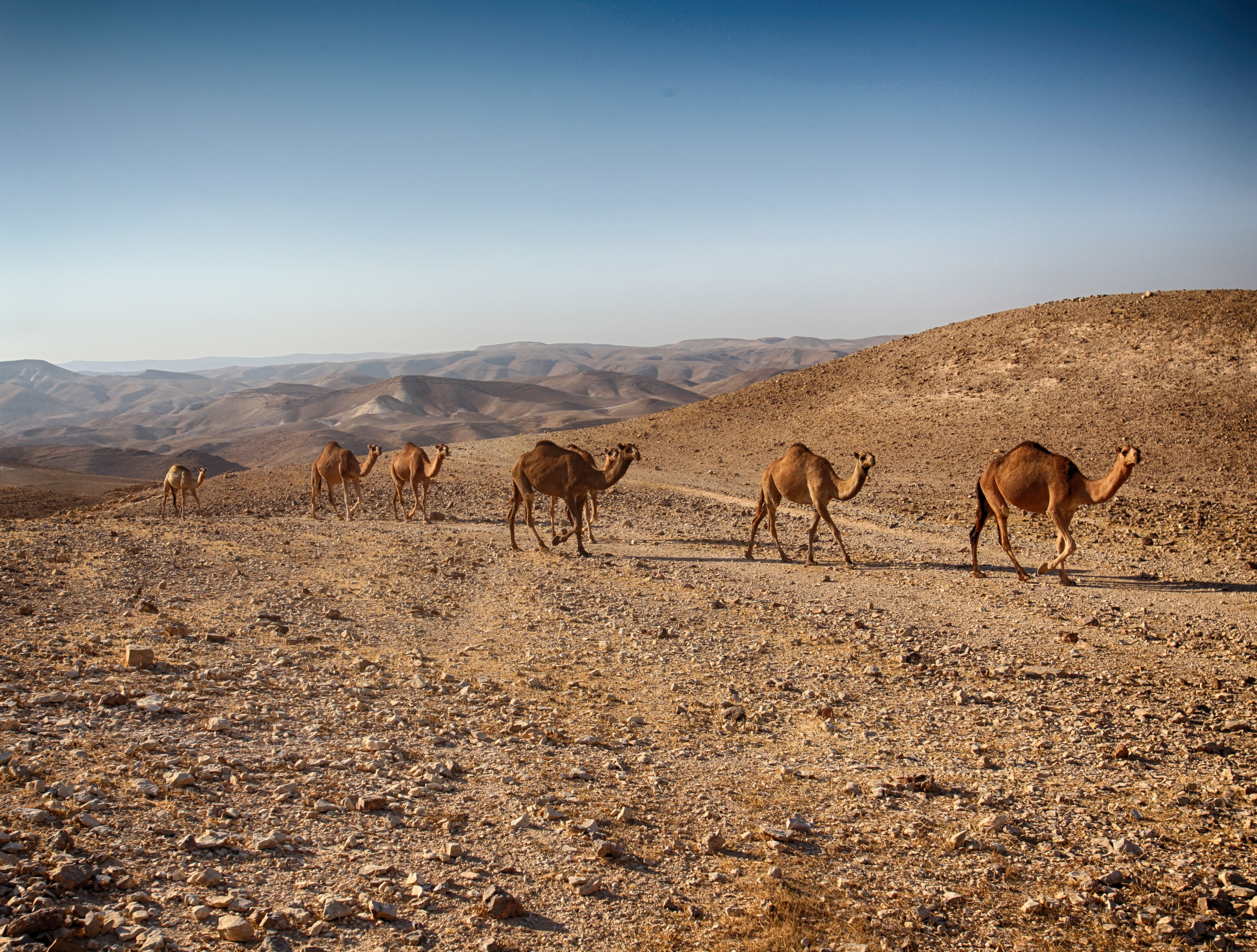 interesting, valley, group of animals, rock, domestic animals, negev, sandstone, brown, desert, history, remote, vacation, middle, walking, semi-arid, outdoors, HD Wallpaper
