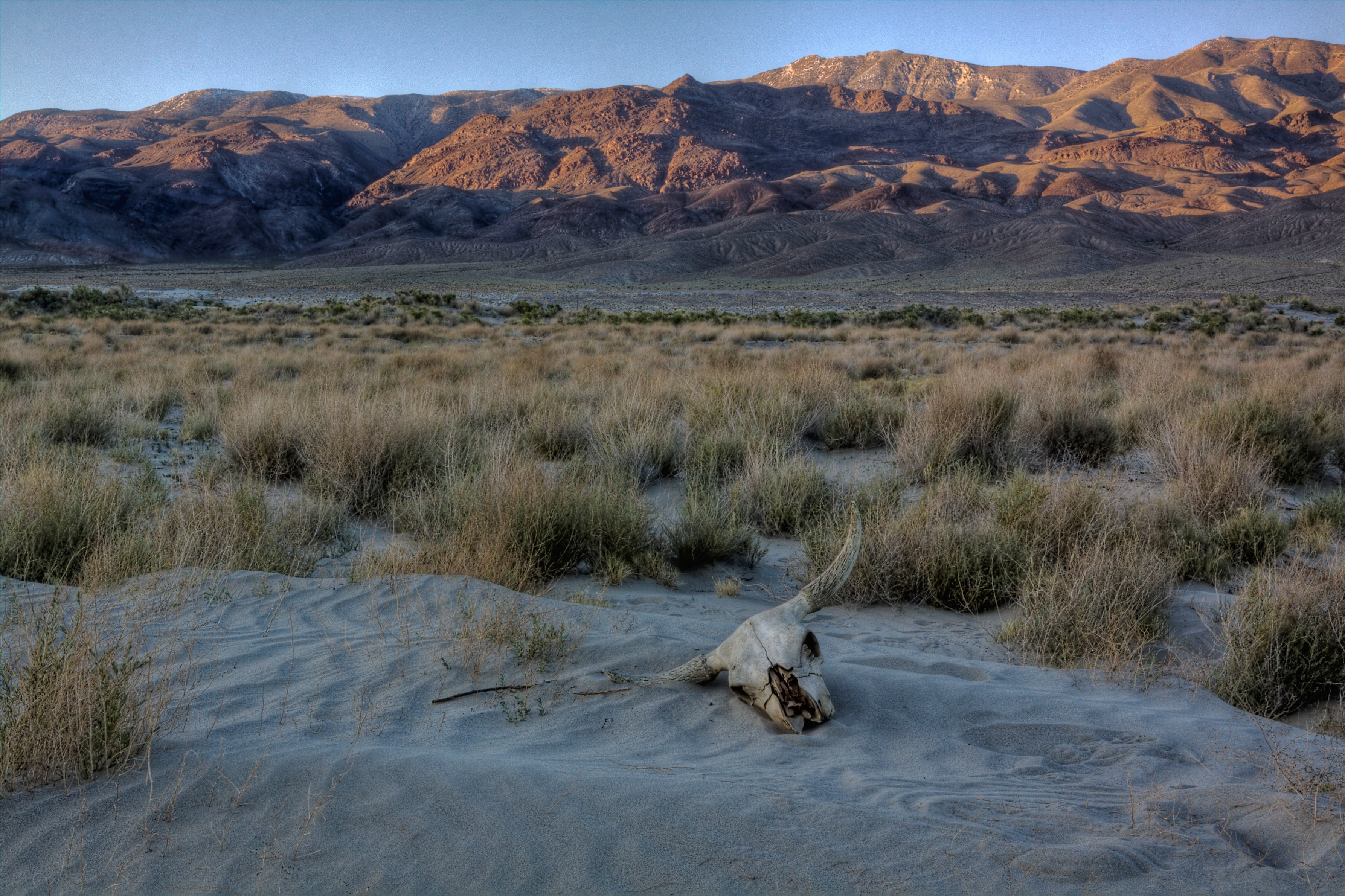 travel destinations, plant, middle, animal themes, horned, dry, scenics - nature, skull, nature, dunes, desert, summer, 2K, arid, animals in the wild, HD Wallpaper