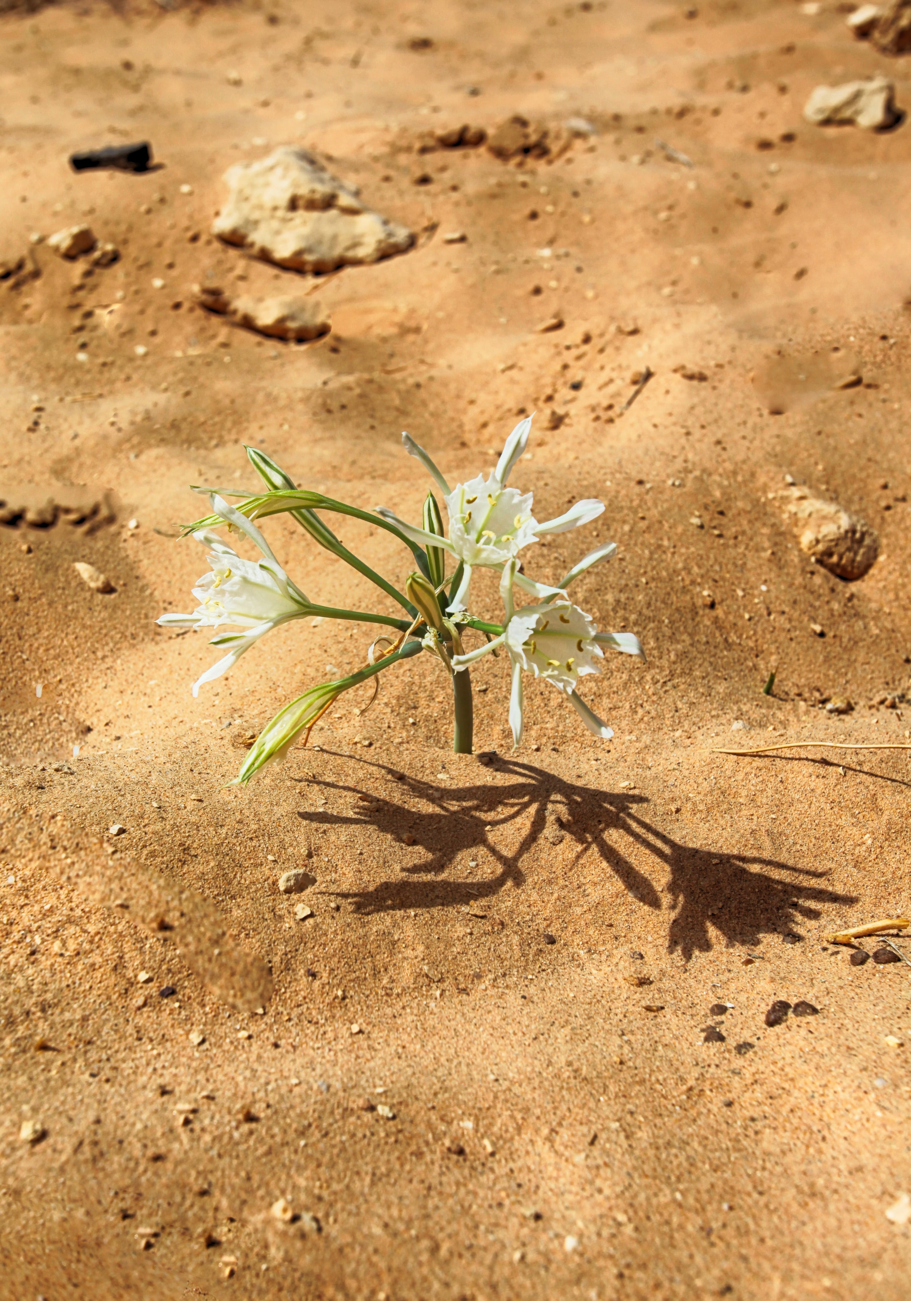yellow, sandstone, sand, rare, day, valley, plant, plant part, growth, semi-arid, area, empty, sunlight, east, stone, vacation, field, wide, climate, land, Phone HD Wallpaper