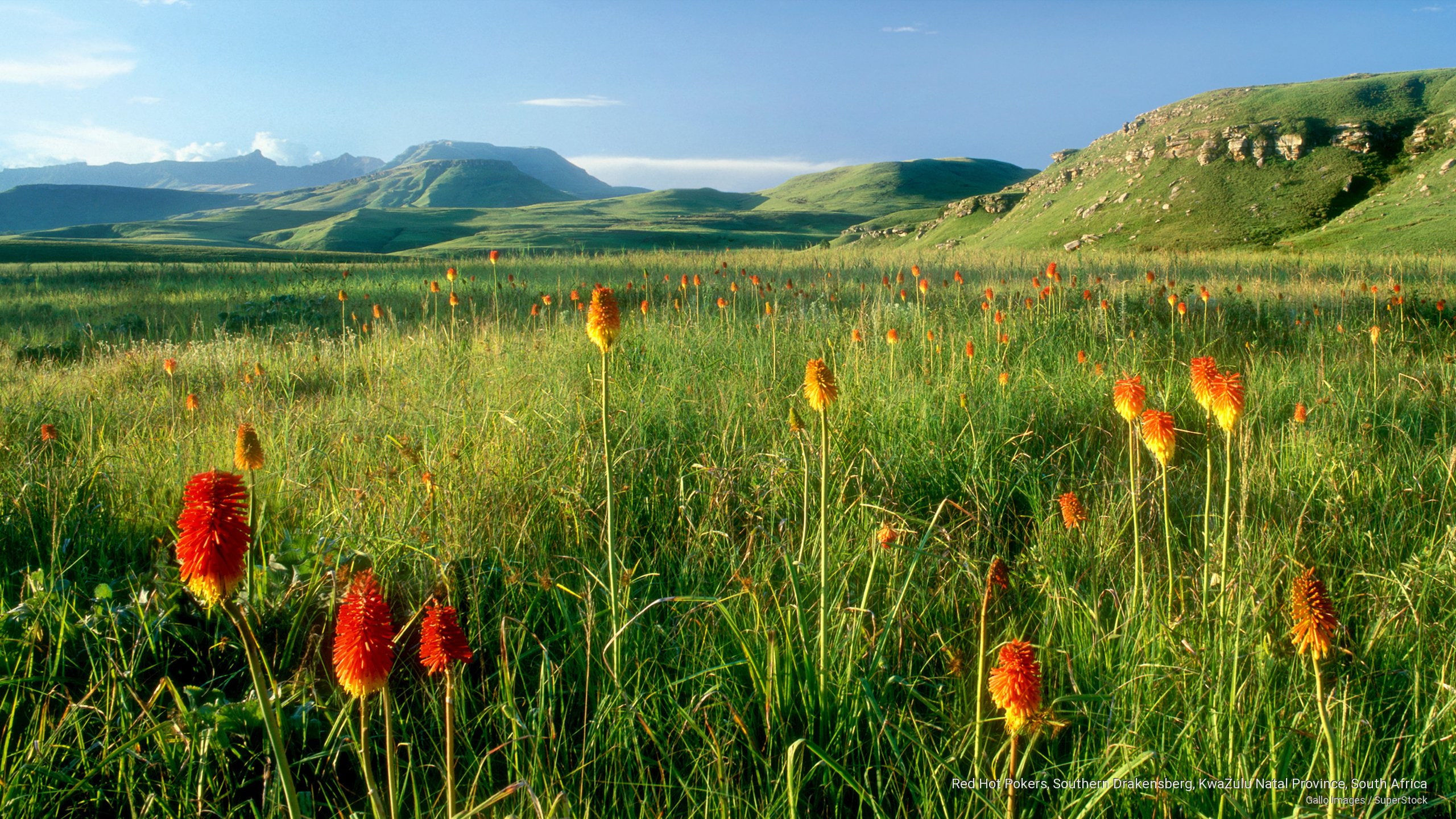 kwazulu, Africa, south, natal, 2K, southern, drakensberg, red, pokers, hot, province, HD Wallpaper