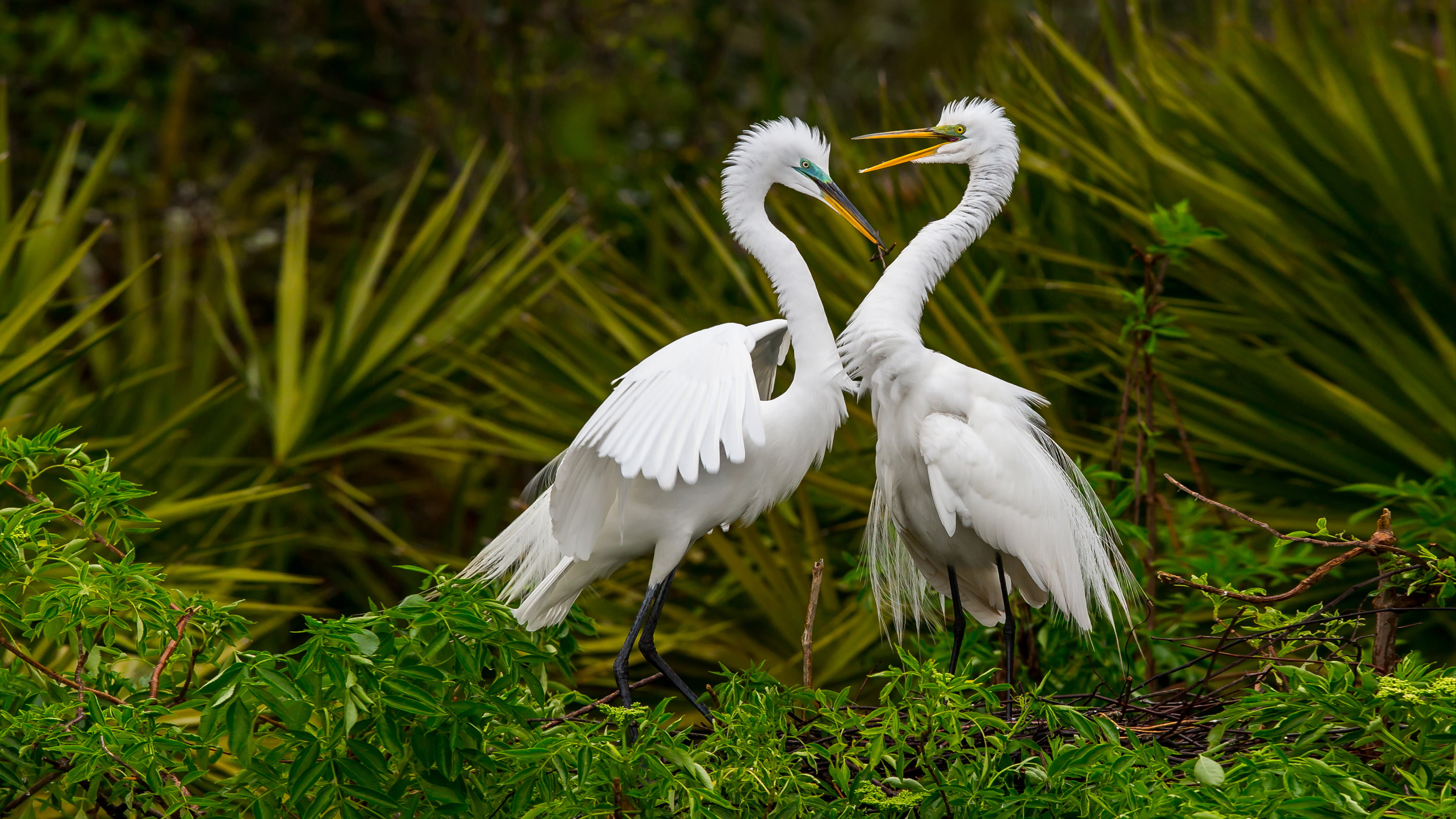 africa, great, animal, subspecies, found, animals in the wild, no people, two animals, animal themes, land, white, group of animals, crane - bird, 4K, HD Wallpaper
