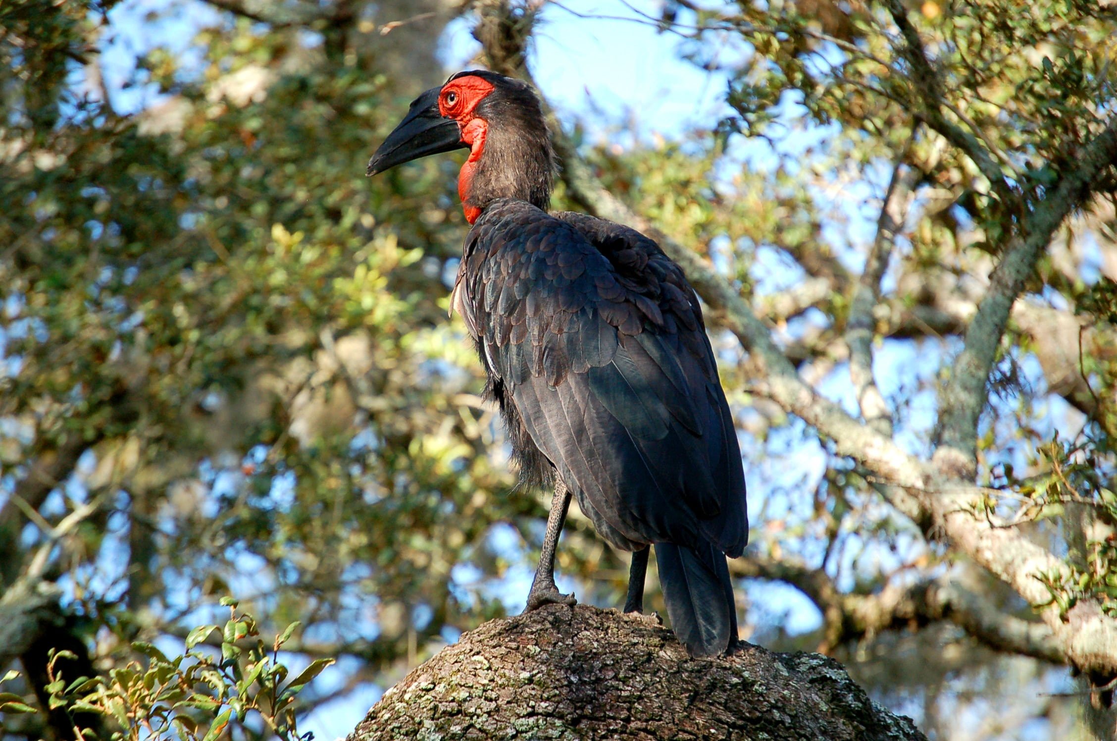 nature, focus on foreground, outdoors, tree, no people, full length, black color, red, animal wildlife, animals in the wild, low angle view, hornbill, plant, HD Wallpaper