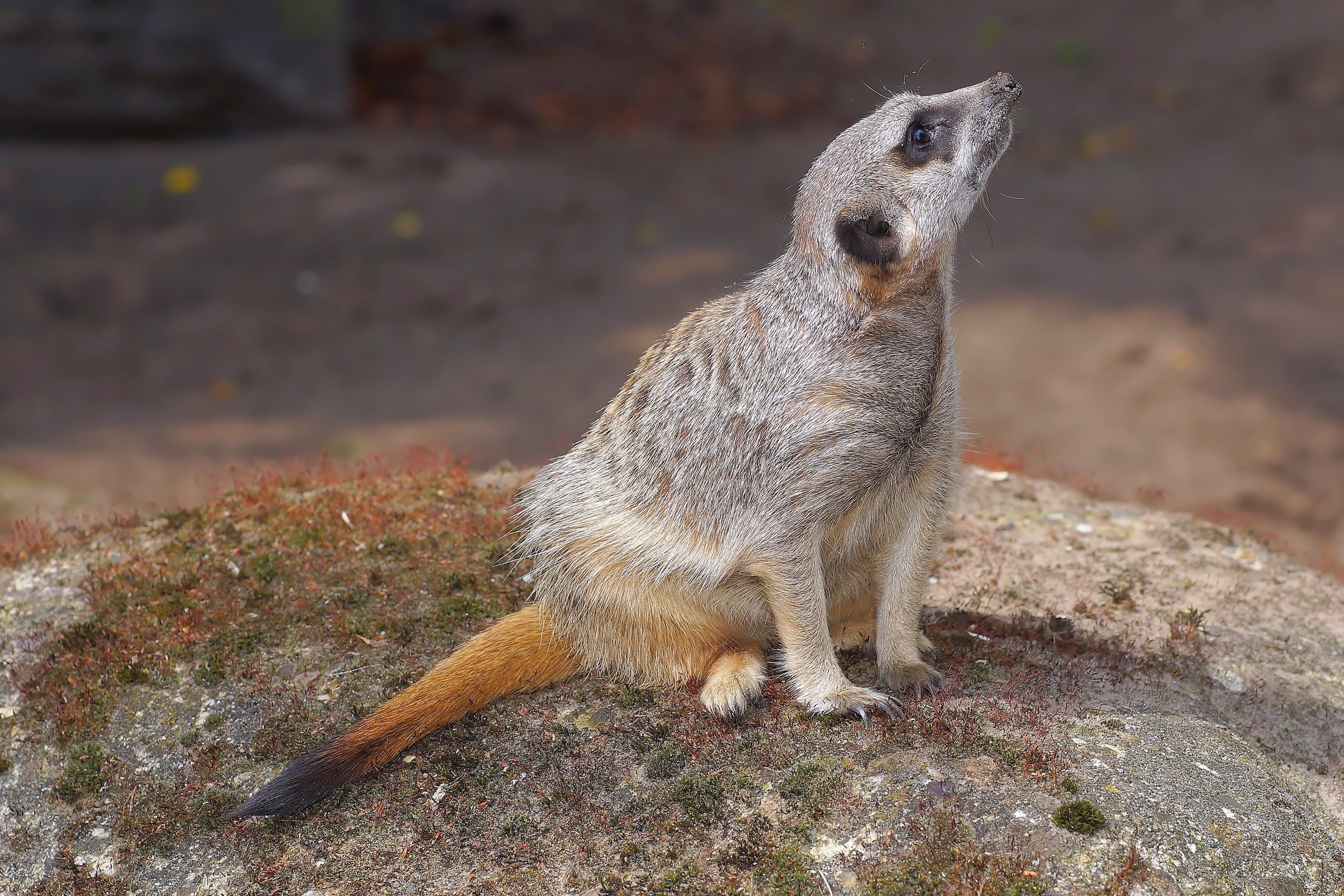 animal themes, southern africa, no people, land, active, funny, ausschau, focus on foreground, Mongoose, one animal, lively, day, animals in the wild, standing, HD Wallpaper